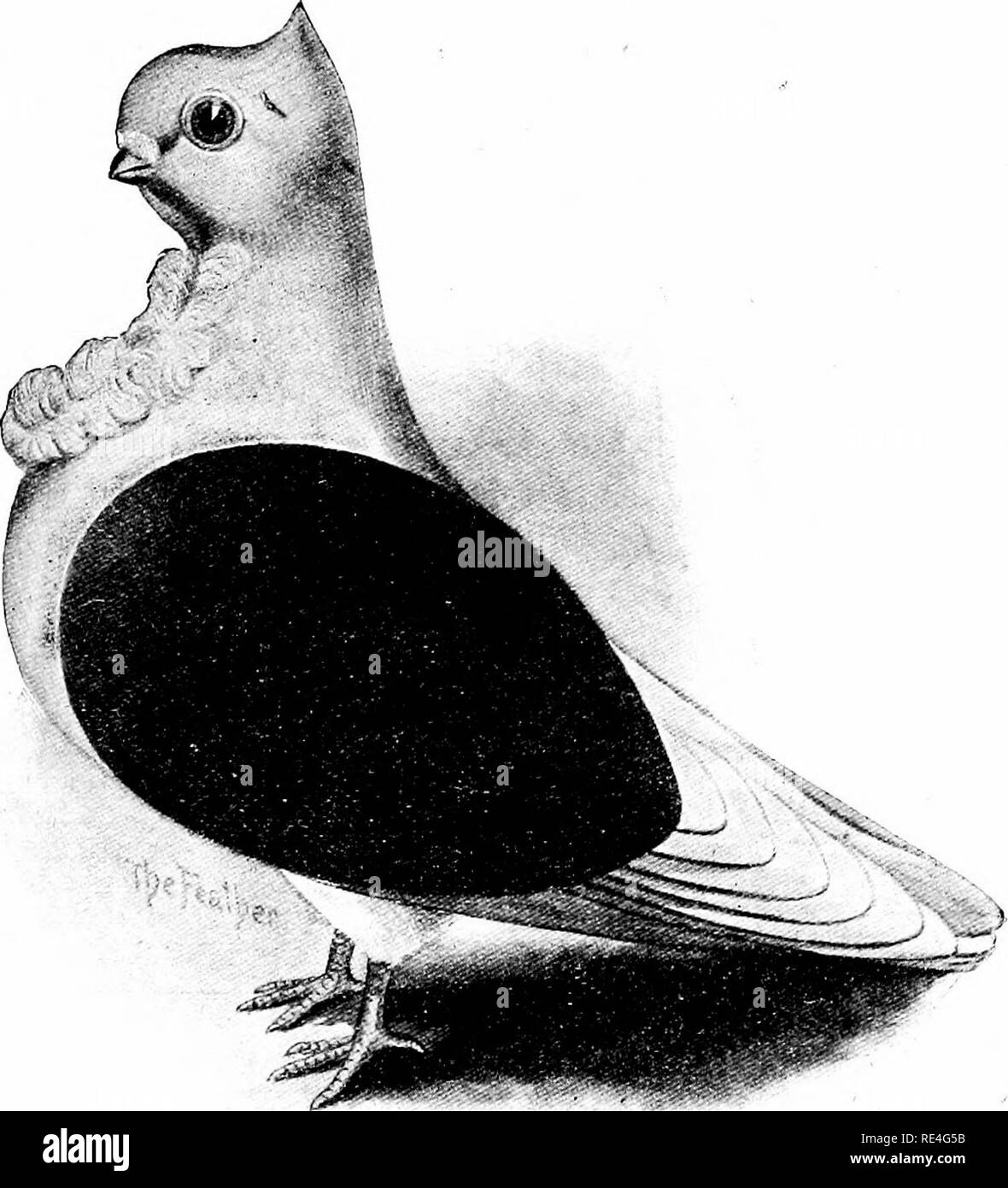 . The Feather's practical pigeon book. Pigeons. BLACK-WING TURBIT The number of breeders of Turbits is constantlj' on the increase, and certainly so beautiful a little bird de- serves numerous admirers. It should be as small as possible to be strong, round, and cobby, with broad chest; short legs and neck; tail and flights, carried well ofif the ground; round head; large, dark, hazel eyes; short and thick beak; prominent gullet, and long frill, opening from the center to right and left; color, white, excepting the shoulders which are black. 129. Please note that these images are extracted from Stock Photo
