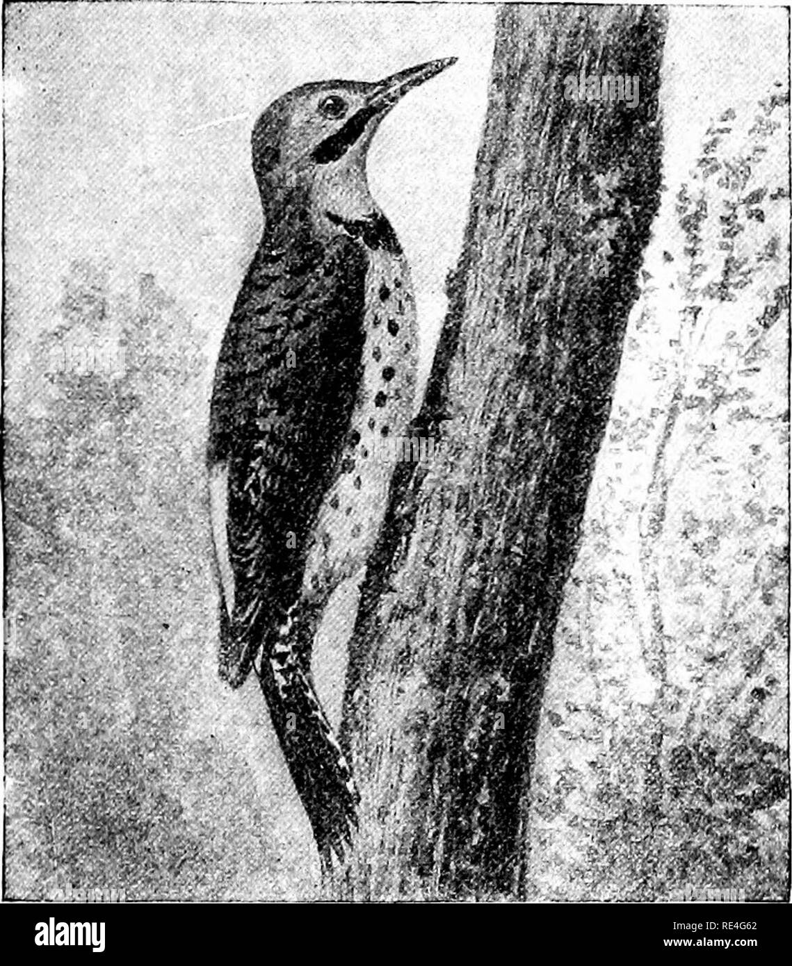 . The birds of eastern North America known to occur east of the nineteenth meridian ... Birds. FAMILY PICID.E. WOODPECKERS. 1!),') Group 3. Wing, 5.50 to 8.00.. GoMen-wiiif^ecl Woodpecker. Under surface of virii;s uriil tail, yoUow; a baiiil cif red on the nape, and a black molar stripe (male) : similar but without the black molar stripe (female).. Please note that these images are extracted from scanned page images that may have been digitally enhanced for readability - coloration and appearance of these illustrations may not perfectly resemble the original work.. Cory, Charles B. (Charles B Stock Photo