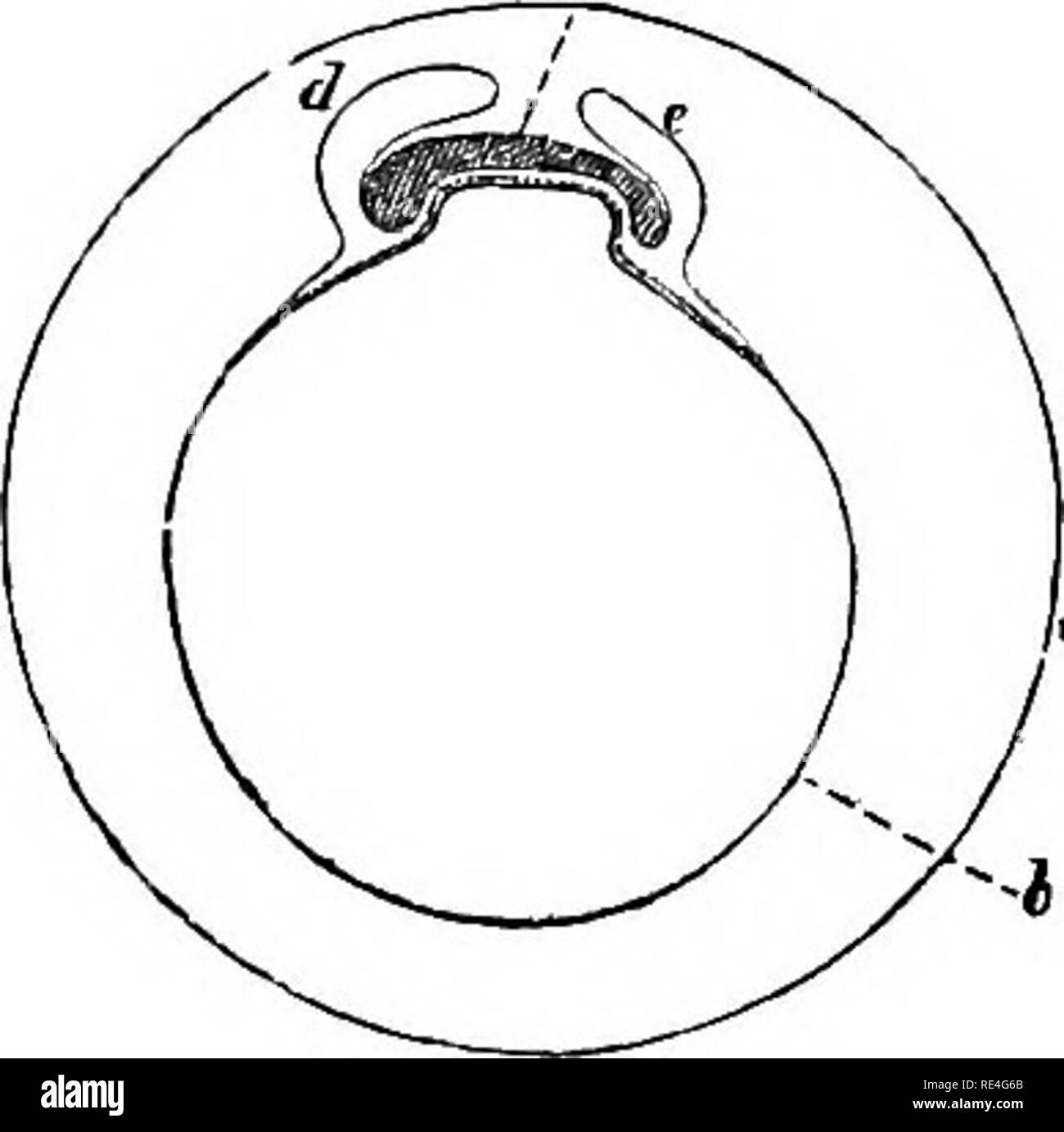 Chorionic Ring . The comparative anatomy of the domesticated animals. Veterinary ...