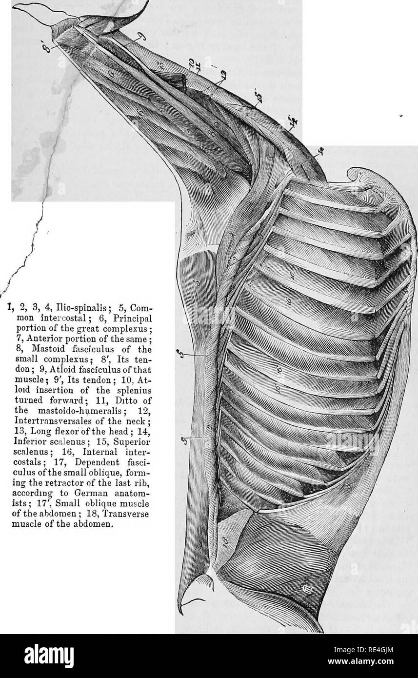 The comparative anatomy of the domesticated animals. Veterinary anatomy.  tmCLES OF TEE TRUNK. Fig. 106. 207 ^f»v^ M. 1, 2, 3, 4, Ilio-spinalis; 5,  Com- mon intercostal; 6, Principal portion of