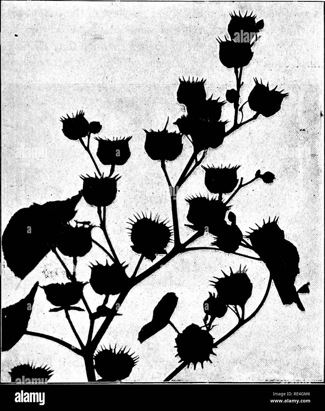 . Nature-study; a manual for teachers and students. Nature study. â p LESSONS WITH PLANTS 34S and ferns possess spores. Being so small and light, spores float great distances with the wind, and it is thus that the. Fig. 141. Pretty Seed Pods. (&quot; Butterpriiit &quot; weed.) germs of disease, of decay, of fermentation, the mosses and lichens, the fungi, and the ferns are so widely scattered. Of greater interest are the devices for seed dispersal. The. Please note that these images are extracted from scanned page images that may have been digitally enhanced for readability - coloration and ap Stock Photo
