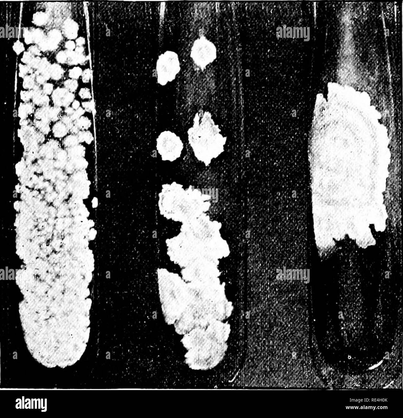 Bacteria colonies culture plate Black and White Stock Photos & Images ...