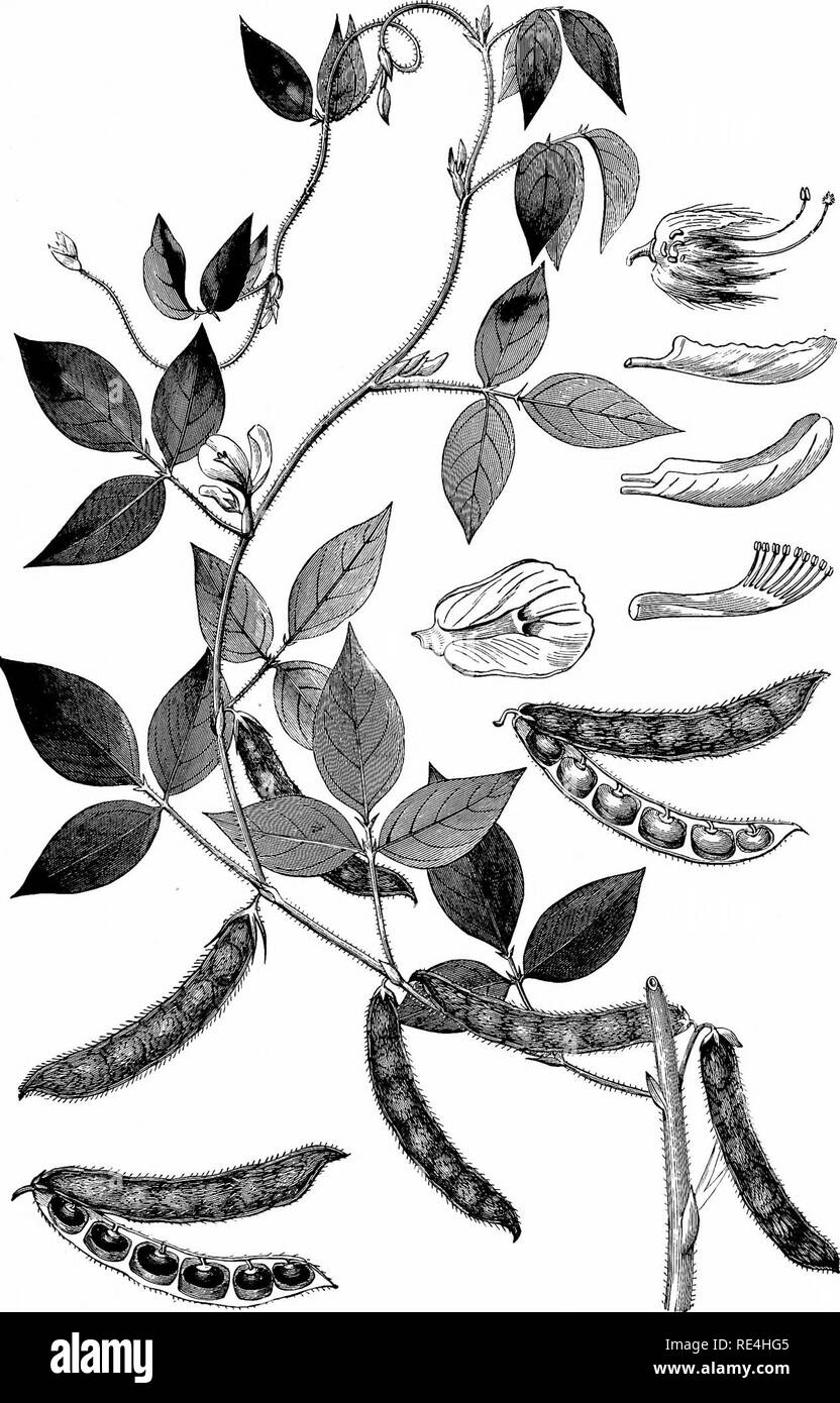 Horse gram Black and White Stock Photos & Images Alamy