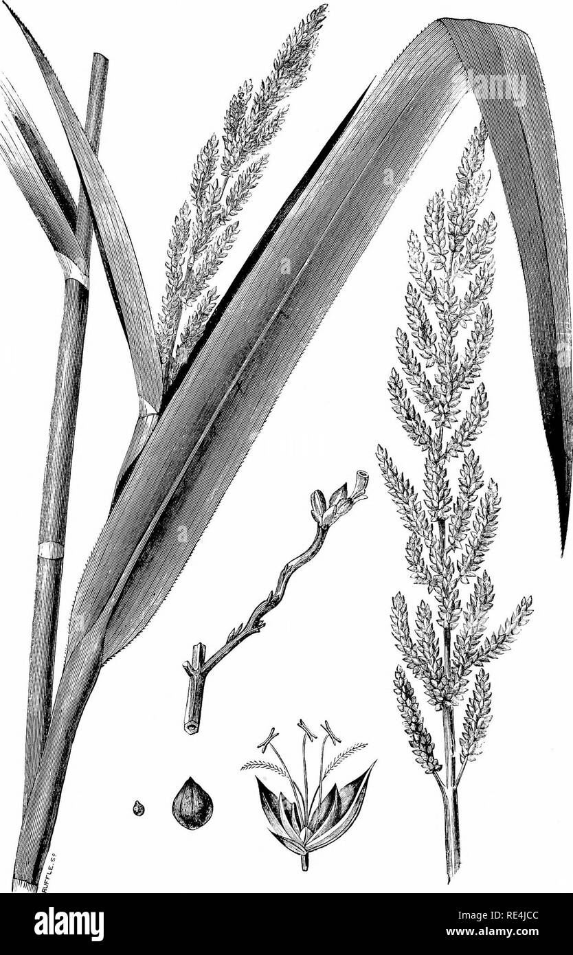 . Food-grains of India. Grain. 48 Fig. 4. Sanwa Millet {^Panicum frumenlaceum).. Please note that these images are extracted from scanned page images that may have been digitally enhanced for readability - coloration and appearance of these illustrations may not perfectly resemble the original work.. Church, A. H. (Arthur Herbert), 1834-1915. London, Pub. for the Committee of Council on education, by Chapman and Hall, limited Stock Photo