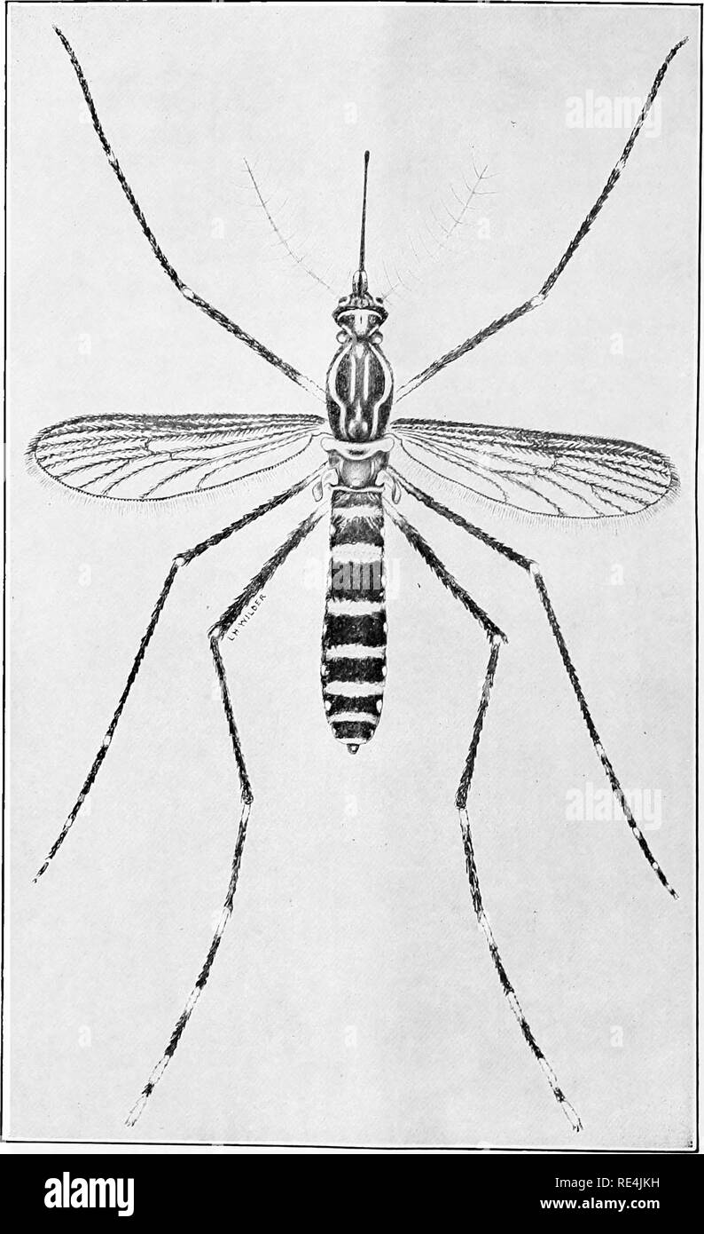 . Bulletin no. 1[-17] March 1902[-February, 1909]. Yellow fever; Quarantine; Mosquitoes. Fig. 2,—Stegomyiacalopus (female;.. Please note that these images are extracted from scanned page images that may have been digitally enhanced for readability - coloration and appearance of these illustrations may not perfectly resemble the original work.. United States. Yellow Fever Institute; Wyman, Walter, 1848-1911; Glover, Merwin W; Eager, John Macaulay, 1862-1916; Grubbs, Samuel Bates, 1871-; Skinner, Robert Peet, 1866-; Carter, Henry Rose, 1852-1925; Parker, Herman B; Beyer, George Eugene, 1861-; Po Stock Photo