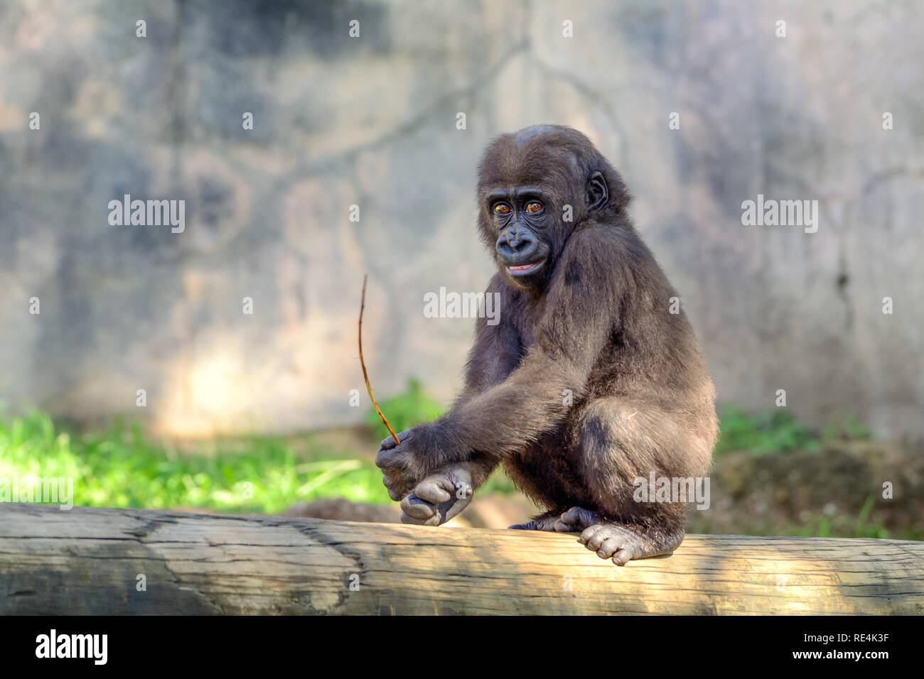 Young, Juvenile Male Silverback Western Lowland gorilla, (Gorilla gorilla gorilla) playing and smiling Stock Photo