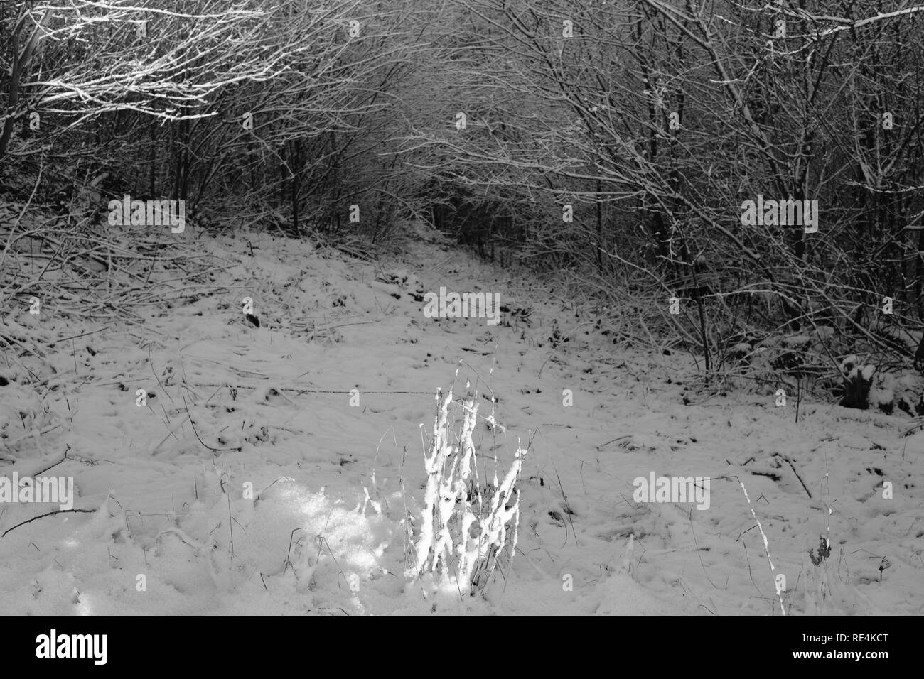 Snow and winter season in Germany, Siegerland Stock Photo Alamy