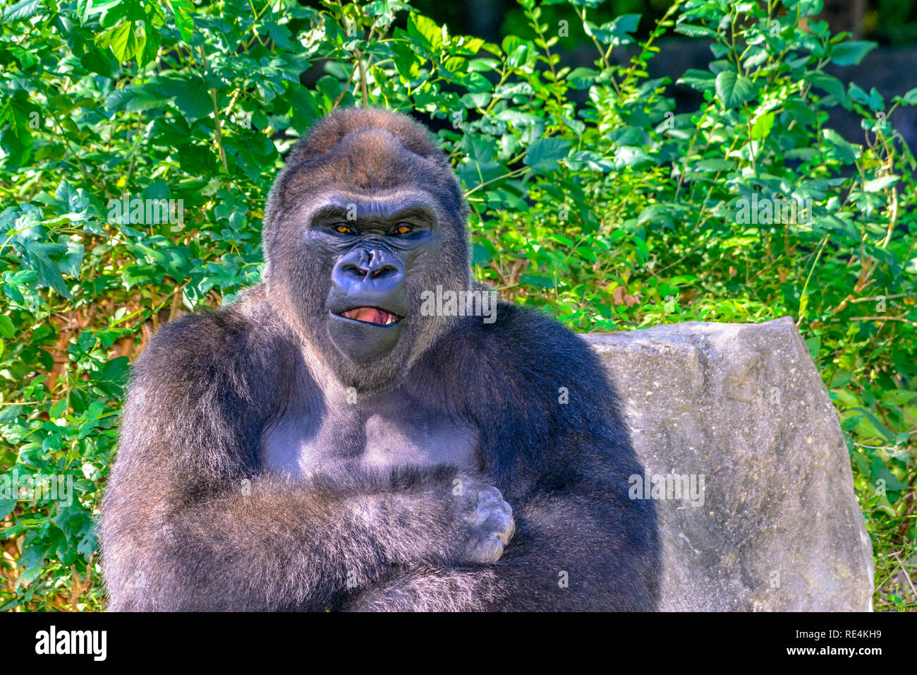 Silverback Gorillas High Resolution Stock Photography and Images Alamy