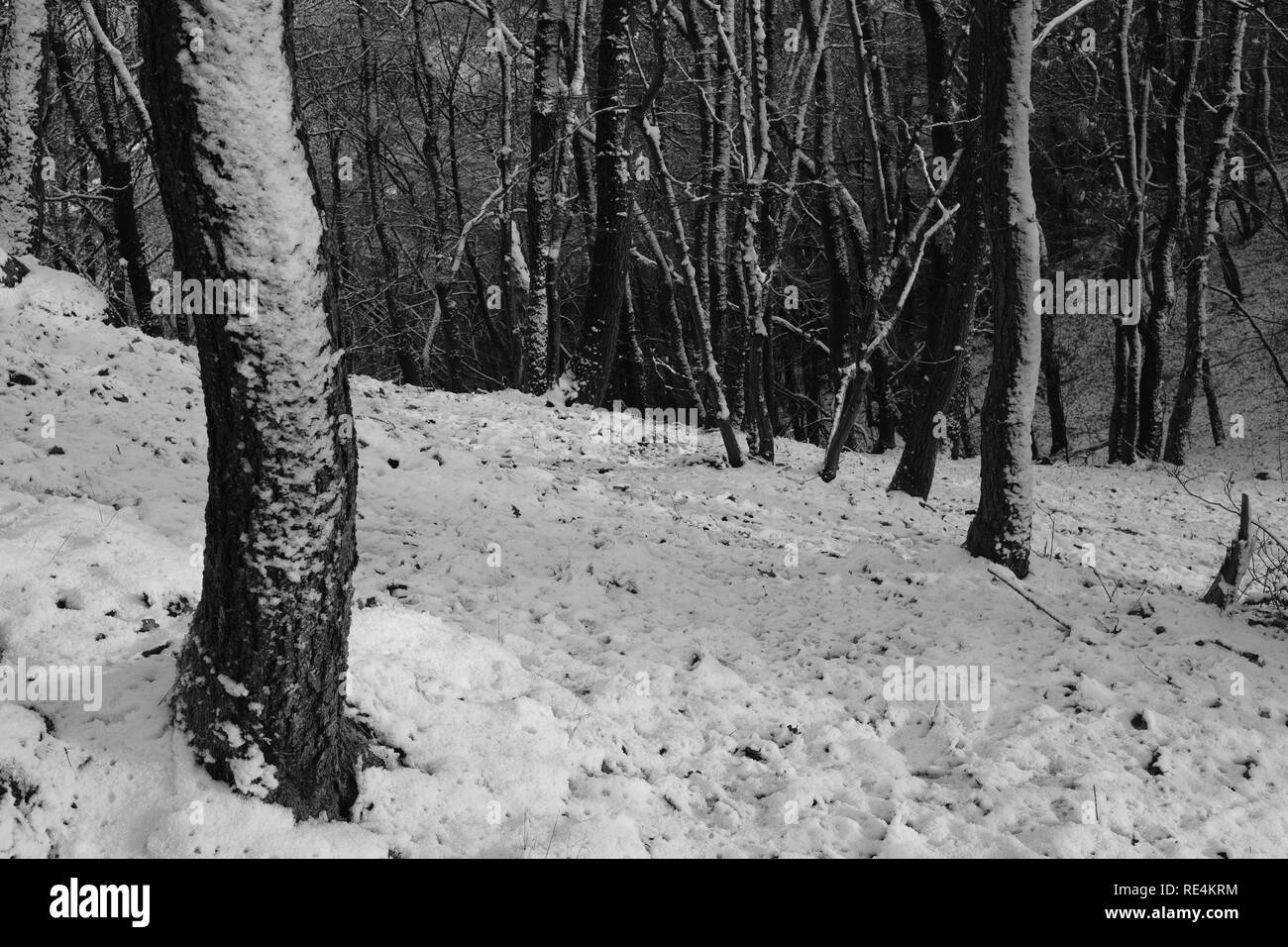 Snow and winter season in Germany, Siegerland Stock Photo Alamy