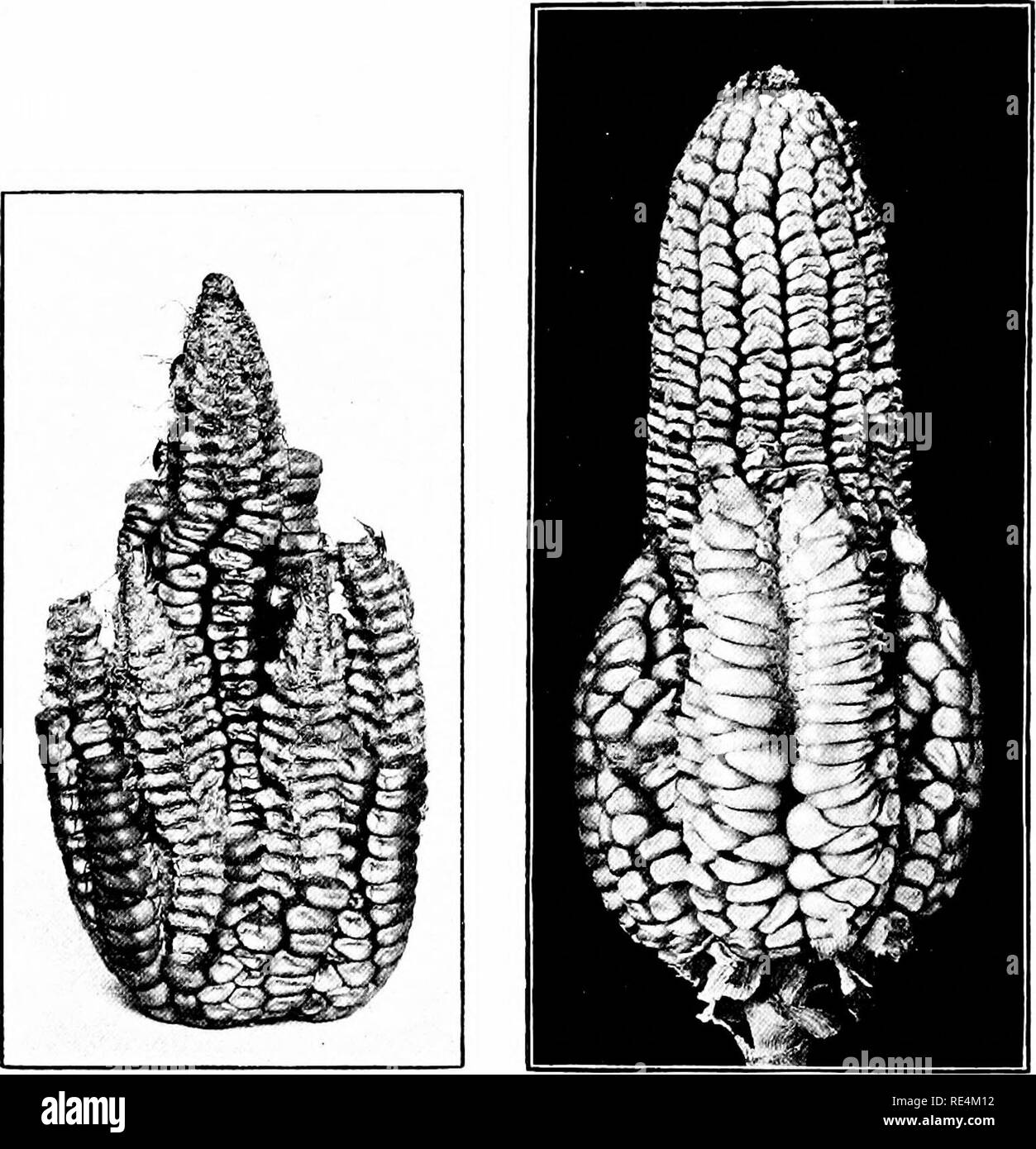 . Maize; its history, cultivation, handling, and uses, with special reference to South Africa; a text-book for farmers, students of agriculture, and teachers of nature study. Corn; Corn. 102 MAIZE CHAP, less cylindrical or tapering core, the cob, bearing from 4 to 48 rows of immature grains or carpels (Fig. 46). Though the maize ear has a solid core, it is in reality made up of two or more connate, two-rowed spikes which have grown together, or failed to separate, during their early de-. Fig. 4g.—Branched ear of Hickory King. Fig. 50.—Branched ear of Ladysmith. velopment. Each spike bears at t Stock Photo