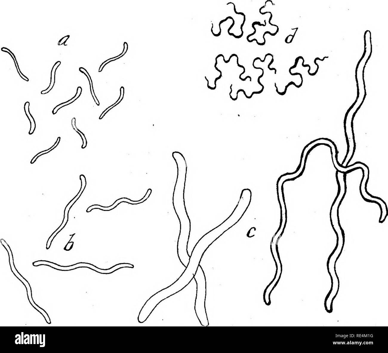 Gelatinous nucleus hires stock photography and images Alamy