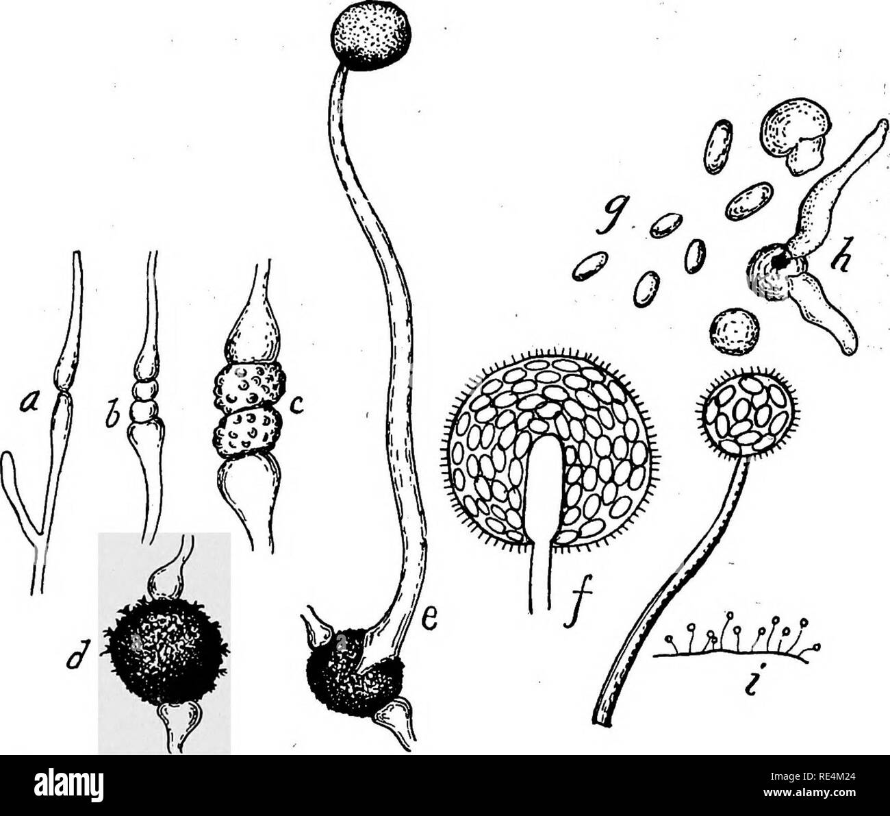 . Pharmaceutical bacteriology. Bacteriology; Disinfection and disinfectants. CHAPTER XIII YEASTS AND MOLDS The organisms commonly designated as yeasts and molds, though not belonging to the bacteria (Schizomycetes), are of the greatest importance in^human economy and play a most active part in life. Some of them are most beneficent while others are very injurious to health. The yeast organisms (Saccharomyces) cause the alcoholic fermentations in saccharine. Fig. 69.—Development of Mucor mucedo. a, b, c, d, stages in tlie £onnation of the zygospore; d, mature zygospore; e,f, endospore formation Stock Photo