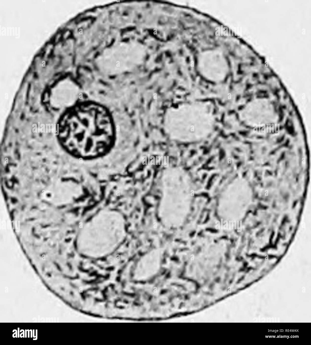 . Manual of bacteriology. Bacteriology. composed ectoplasm 169, a, b). a m oe b i c ments slow of the (Fig. By the move- loco- and a few vacuoles. c, an amceba as seen in a fixed film preparation rounded nucleus (Kruse and Pasquale). x 600. motion may be produced. The amoebae often show o vacuoles in their substance, and may Fig. 169.— Amogbae of dysentery. contain numerous a and /', amoeba; as seen in the fresh stools, showing blunt amce- boid processes of ectoplasm. The endoplasm of ^ shows a nucleus, three red COTpUSClCS red corpuscles, and numerous vacuoles; that of ^, numerous red corpusc Stock Photo