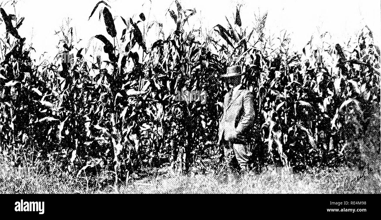 Maize africa Black and White Stock Photos & Images - Alamy