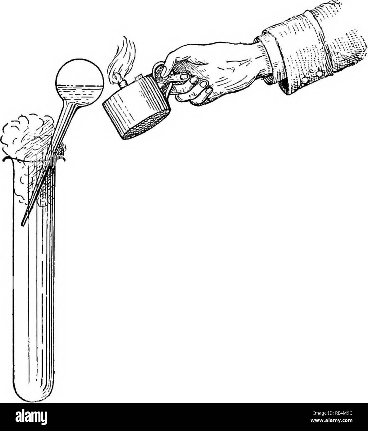 . A text-book of bacteriology. Bacteriology. 78 CULTURES IN SOLID MEDIA. neck of the little flask along the side of the cotton filter (see Fig. 46) and applying gentle heat to the bulb. The slender neck is first ste- rilized by passing it through a flame, and the point is broken off with sterile forceps. After inoculating the liquefied medium in the test tubes in the usual manner we may make plates or roll tubes. Cultures on Cooked Potato.—The method of preparing pota- toes for surface cultures has already been given (page 48). It was in using them that Koch first got his idea of the importanc Stock Photo