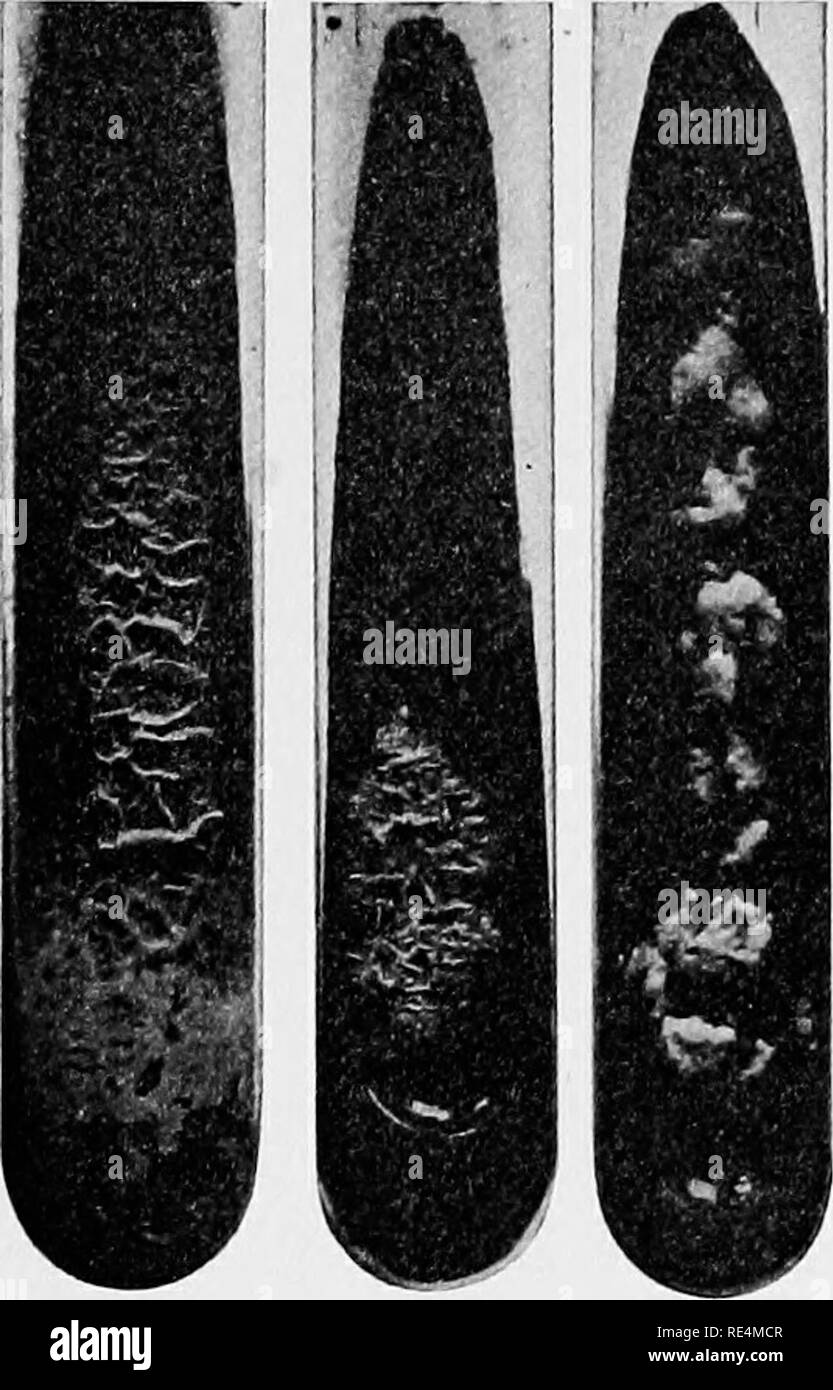 Manual of bacteriology. Bacteriology. 242 TUBERCULOSIS. glass (Fig