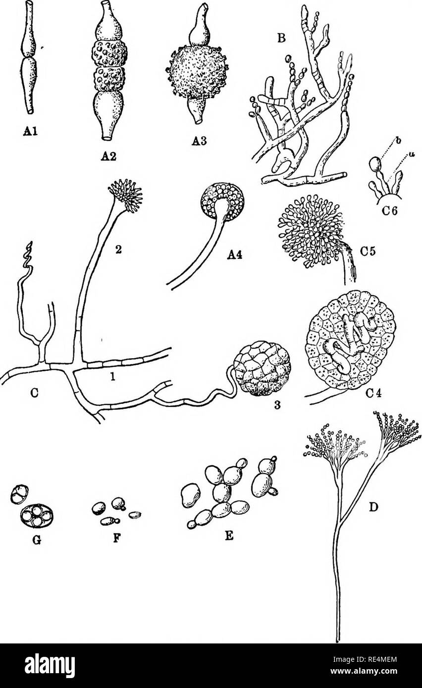 . Manual of bacteriology. Bacteriology. ISO FUNGI: NON-PATHOGENIC AND PATHOGENIC. number of spores, to which the special name of ascospores is applied. Perisporiaceae: (i) Aspergillus Niger (vide Fig. 6i, C).— This, with other varieties of the same group is of frequent. Fig. 6i. — A. Mucor mucedo; (i), (2), (3) stages in formation of a zygospore; (4) a sporangium containing spores. B. Oidium lactis. C. Aspergillus glaucus (De Bary) ; (i) mycelium; (2) abd (5) gonidiophore bearing spores; (3), (4) a perithecium (4 con- tains rudimentary asci) ; (6) piece of gonidiophore; (a) sterigma; (*) spore Stock Photo