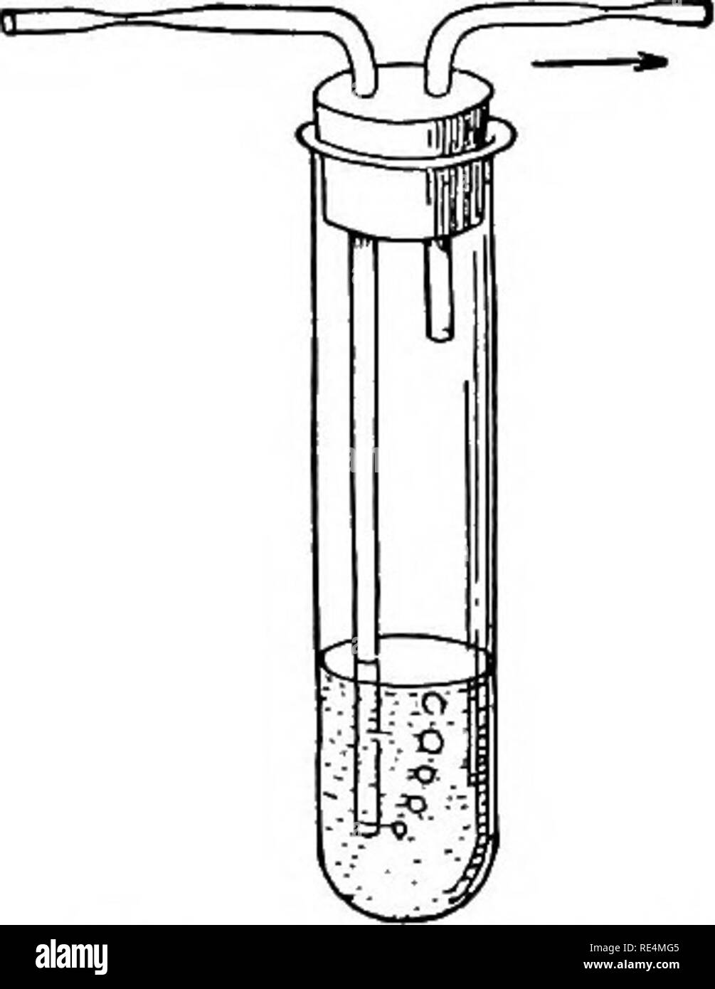 . Manual of bacteriology. Bacteriology. 6o METHODS OF CULTIVATION OF BACTERIA.. Fig. 24. — Esmarch's roll-tube adapted for cul- ture containing anaerobes. ing from the last bottle to the vessel containing the medium ought to be sterilised by passing through a Bunsen flame, and should have a small plug of cotton wool in it to filter the hydro- gen germ-free. Separation of Anaerobic Organisms. — {a) By Roll-tubes. — A i^ inch test-tube has as much gelatin put into it as would be ., I used in the Esmarch roll-tube method. It is corked with an india-rubber stopper hav- ing two tubes passing throug Stock Photo