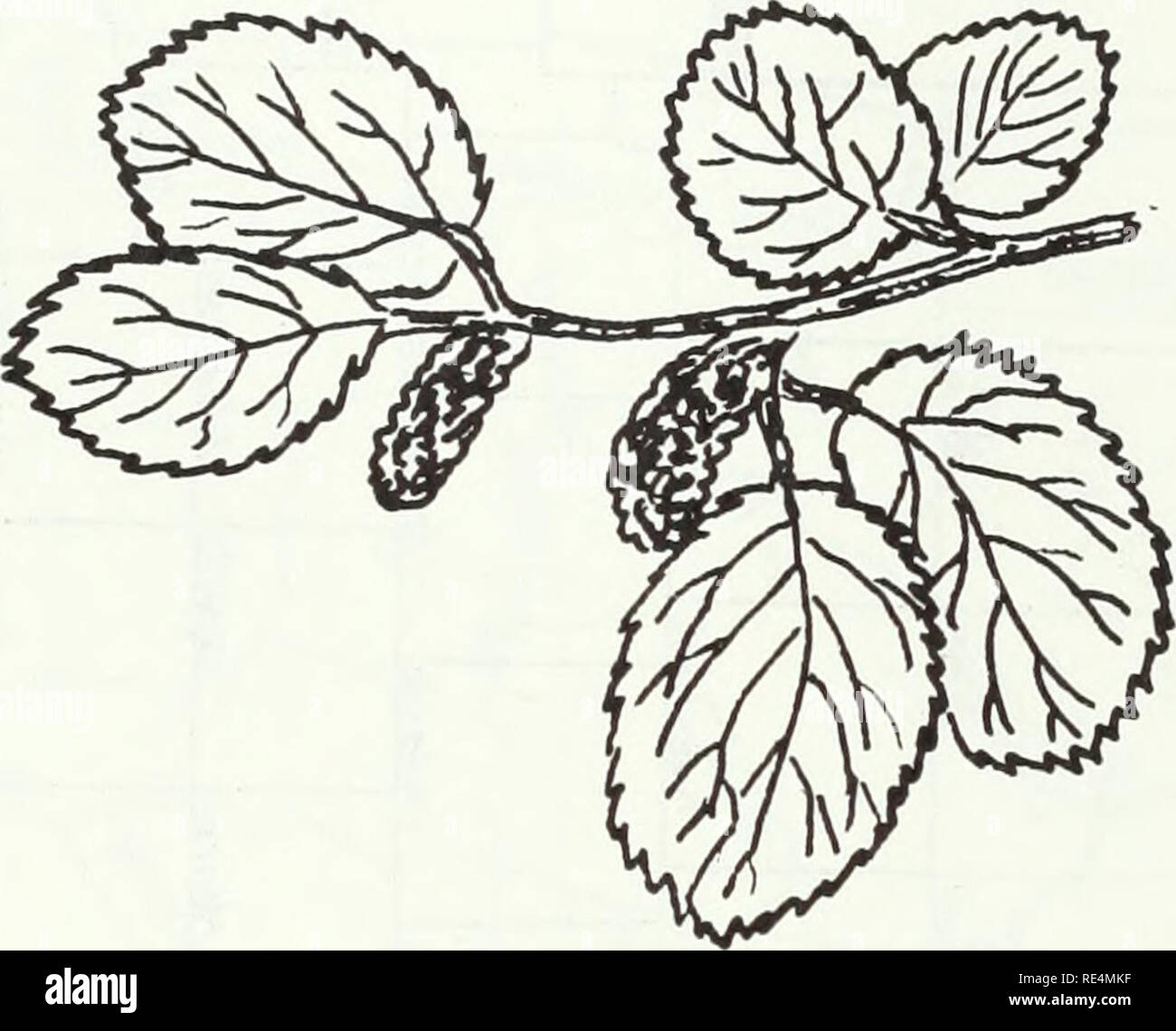 Eastern states endangered plants . Virginia Round leaf Birch
