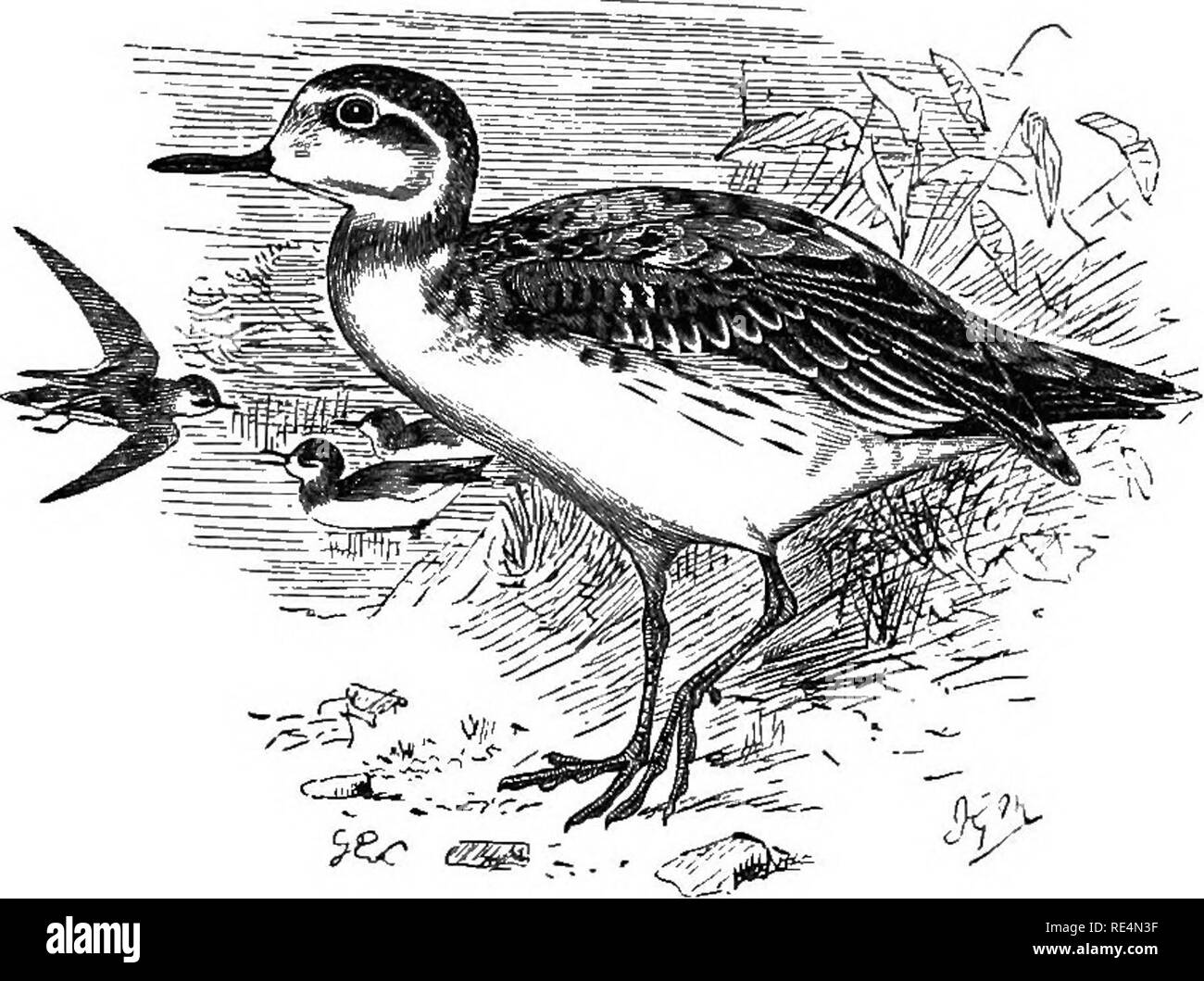 . The geographical distribution of the family Charadriidae, or, The plovers, sandpipers, snipes, and their allies . Shore birds. PHALAEOPTJS. No local races of this species are known. 339 Tringa fiilicaria, Linneus, Syst. Nat. i. p. 148 (1758) ; Linn. Syst. Nat. i. p. 249 (1766). Phalaropus phalaropus, Brisson, Orn. vi. p. 13 (1760, winter plumage). Phalaropus rufescens, Brisson, Orn. vi. p. 20 (1760, summer plumage). Phalaropus lobatus [Linn.), apud Tunstall, Orn. Brit. p. 3 (1771). Phalaropus rufus, Bechstein, Naturg. Deutsclil. ed. 2, iv. p. 381 (1809). Phalaropus platyrhynchus, Temminck, M Stock Photo