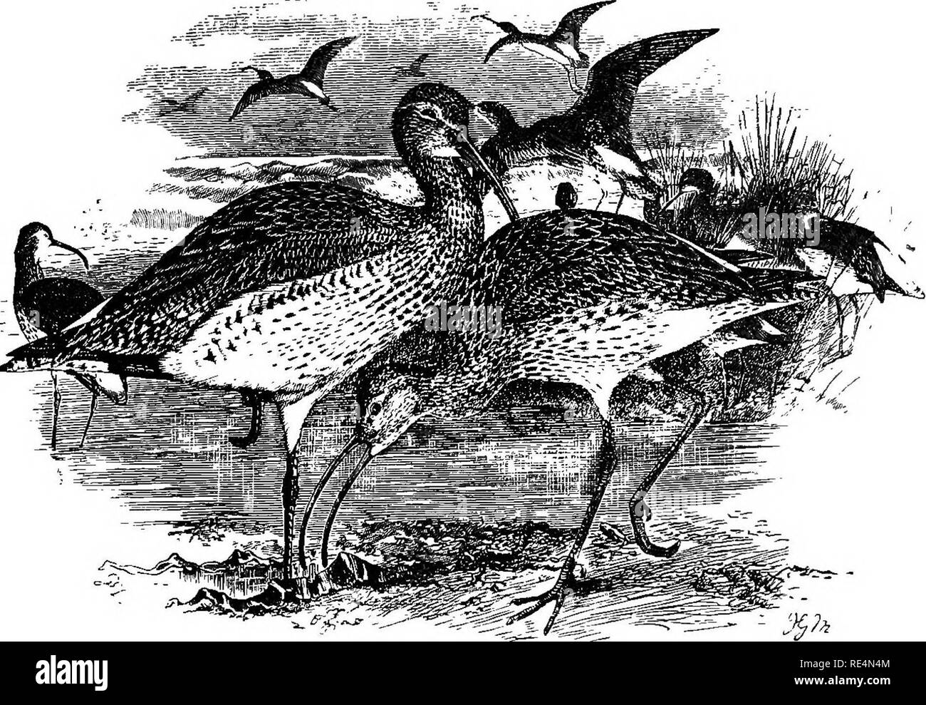. The geographical distribution of the family Charadriidae, or, The plovers, sandpipers, snipes, and their allies . Shore birds. 322 NUMENIUS. * * Typical Curlews.. NUMENIUS ARQUATUS, COMMON CURLEW. Diagnosis. Numenius dorso postico^ uropygioque quam dorsum superius valde pallidioribus : tarso longiorc (plus quam 75 millim.). Synonymy. Variations. The Eastern and Western forms of this species may fairly be regarded as subspecifically distinct. Scolopax arquata, Linneus, Syst Nat. i. p. 145 (1758); Linn. Syst. Nat. i. p. 242 (1766). Numenius numenius, -&gt; om ono ,-,â ,r.f^ . [Brisson, Orn. v Stock Photo