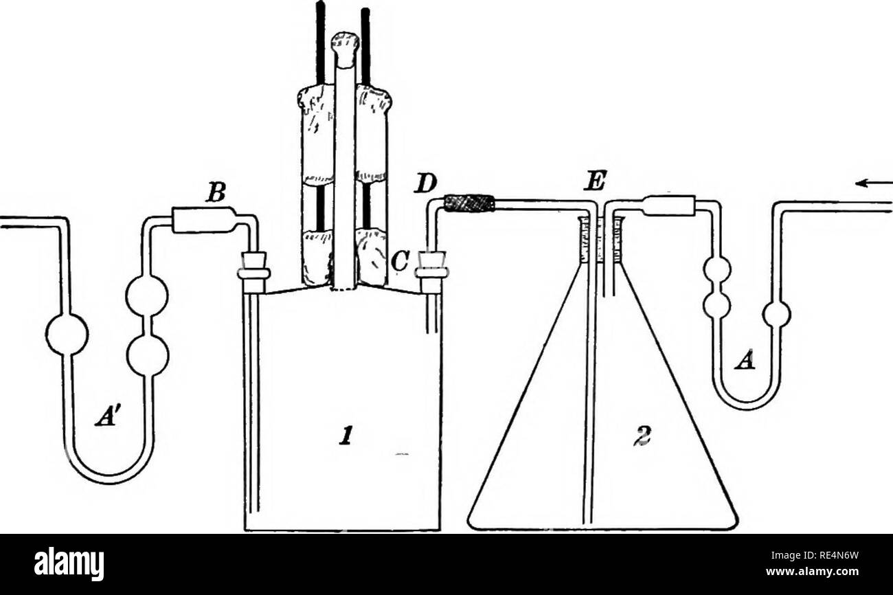 . A manual of bacteriology for agricultural and general science students. Bacteriology. APPENDIX A 135 U tubes, A and A', filled with, sulphuric acid, are used to purify the air. £ is a long, hard-glass tube enlarged at one end for sterile cot- ton and stopper. A and B are for use in the aeration of the soil (if liquid culture media are used, these may be omitted). Tubes D, E, and A serve for watering; the sterile air is passed through A, and E then carries the water in flask 2 over into culture vessel 1. The large opening, C, in flask 1 carries a cylinder constructed as shown by Fig. 45. A wi Stock Photo