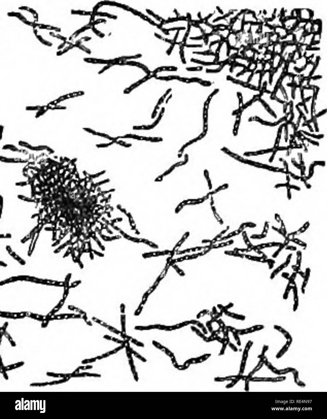 Manual of bacteriology for practitioners and students, with especial  references to practical methods. Bacteriology. 198 BACTERIOLOG Y Gram's  method ; but the simplest mode of recognising them in pus consists in