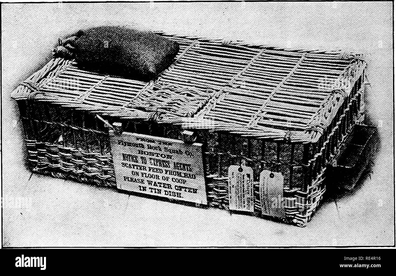The National Standard Squab Book Pigeons How We Ship Pigeons