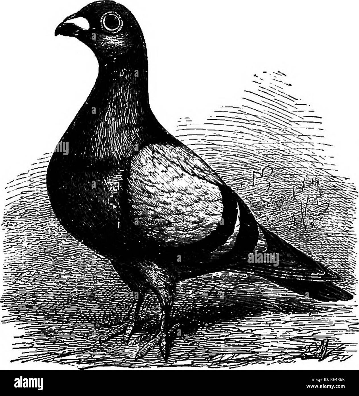 Fancy pigeon breeds hires stock photography and images Alamy