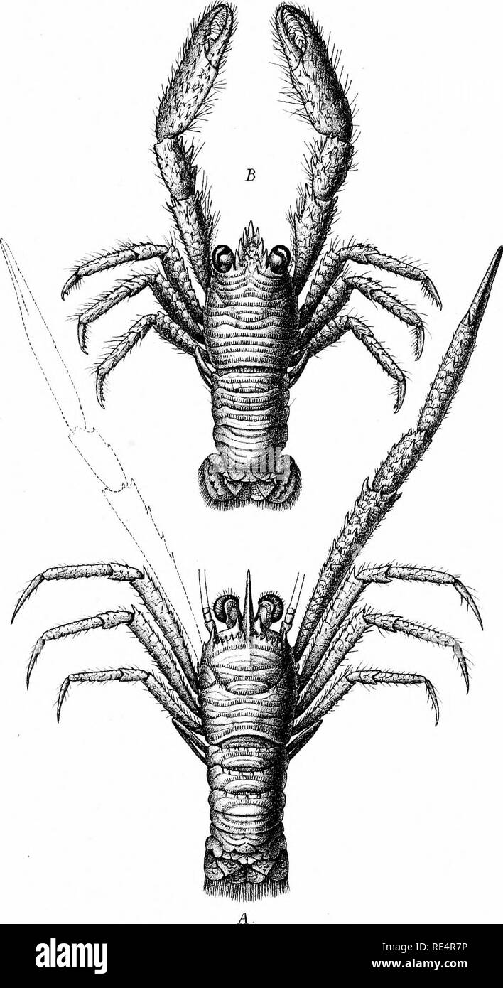 . Report on the zoological collections made in the Indo-Pacific Ocean during the voyage of H. M. S. 'Alert' 1881-2. Alert (Sloop : 1856-1895); Zoology; Zoology; Zoology; Scientific expeditions. yiEPri ME1,ANT.S-C0LI, ,B M. Pt.-ZHZ. Berjeau. &amp; HigMey del et litk,     ^ Minterix Bros .imp. Fig. A. Galjojtkmj australiensis. Fig.B. Murddco spirmlz/erco.. Please note that these images are extracted from scanned page images that may have been digitally enhanced for readability - coloration and appearance of these illustrations may not perfectly resemble the original work.. British Museum (Natura Stock Photo