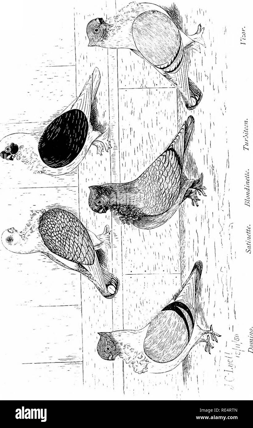 Directions To Work Please Fancy Pigeons: Containing Full Directions For Their Breeding And  Management, With Descriptions Of Every Known Variety, And All Other  Information Of Interest Or Use To Pigeon Fanciers. Pigeons. . Please Note
