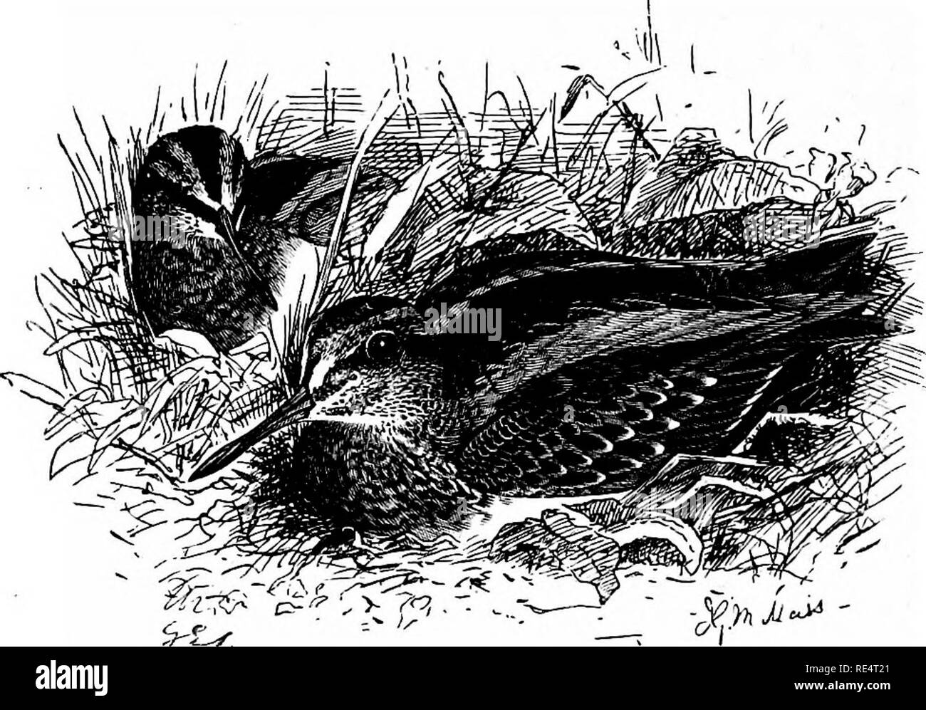 . The birds of the Japanese Empire. Birds. 344 LIMICOL^. 349. SCOLOPAX GALLINULA. (JACK SNIPE.) Scolopax galUnula, Linneus, Syst. Nat. i. p. 244 (1766). The Jack Snipe is the smallest of all the Japanese Snipes (wing from carpal joint 4 to 4&quot;3 inches). It has a purple gloss on its mantle^ and metallic green on the inside wehs of its scapulars.. -^hM-^ Scolopax gallinula. Figures : Dresser, Birds of Europe, vii. pi. 544. The Jack Snipe passes the Japanese coasts on its spring and autumn migrations. It has been procured at Hakodadi on the 3rd of October (Whitely, Ibis, 1867, p. 206); and th Stock Photo