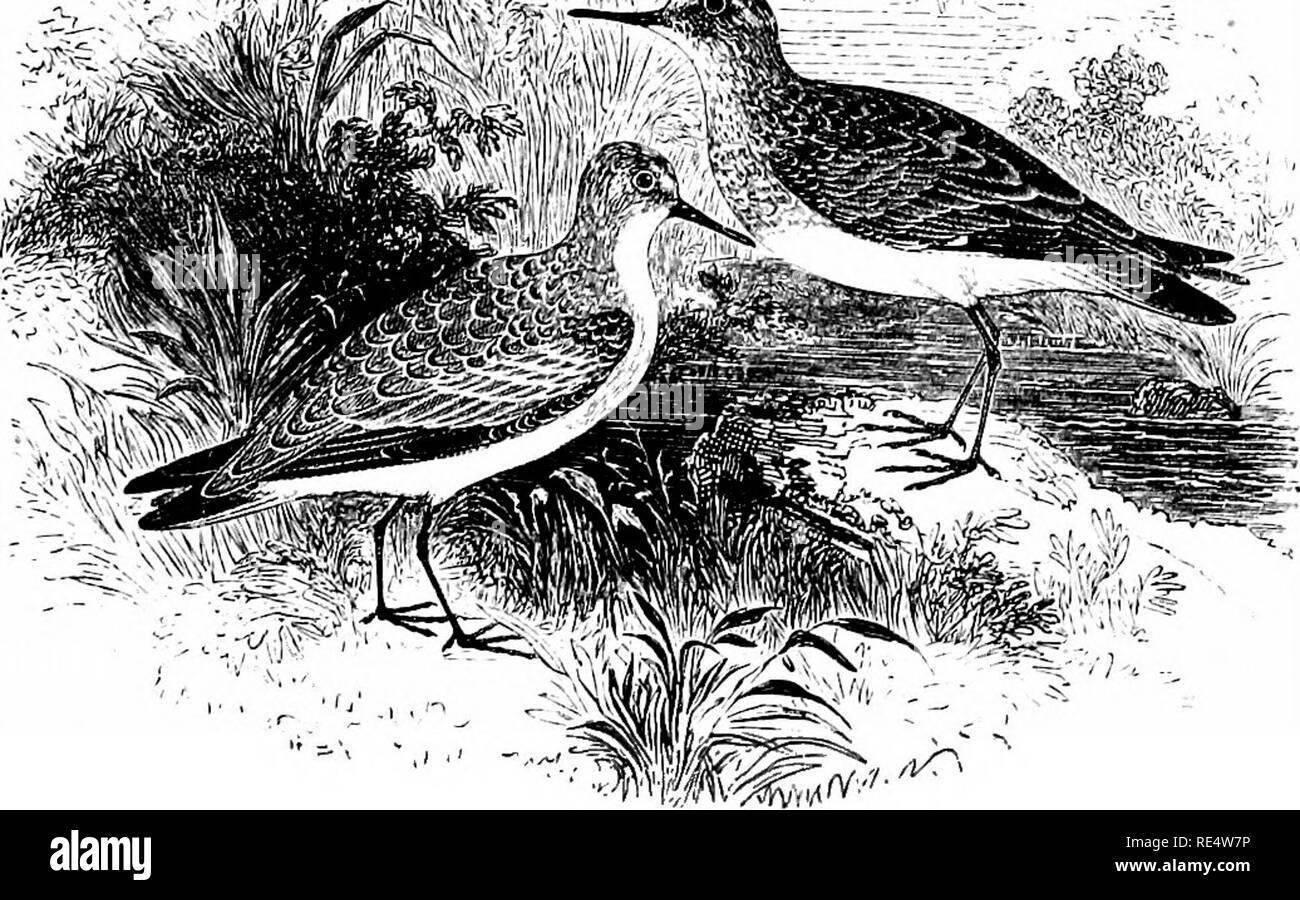 . An illustrated manual of British birds. Birds. CHARADRIID^. 589 -^'^..^'J'. TEMMINCK'S STINT. Tringa TEMMfNCKi, Leisler. Though less rare on migration than was formerly supposed, this species is more irregular than the Little Stint in its visits to Great Britain, notwithstanding that the western limit of its breeding- grounds are at no great distance from our northern shores. There are, however, only two or three trustworthy records of its occurrence in the east of Scotland (Aberdeenshire); while merely a few examples, at long intervals, have been obtained on the east coast of England betwee Stock Photo