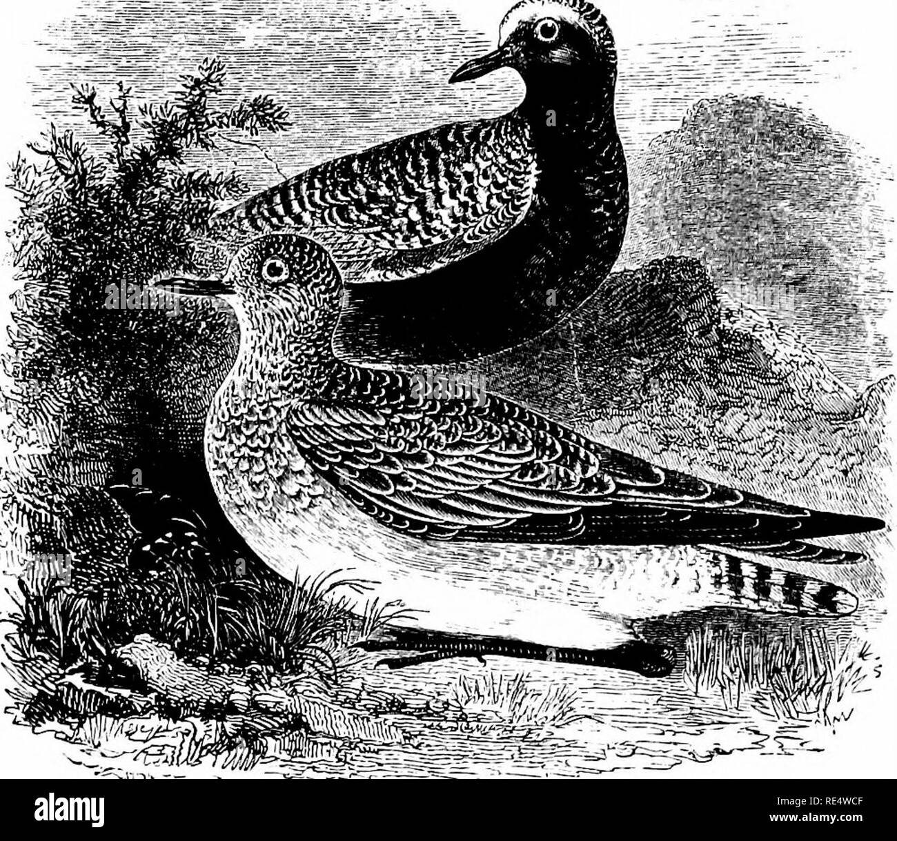 . An illustrated manual of British birds. Birds. CHARADRIID^. 551 â &quot;^JOj,. THE GREY PLOVER. SquatArola helvetica (Linnseus). This is a larger bird than the Golden Plover, with a more robust bill, and may be recognized on the wing by its black axillaries as well as its white tail-coverts; while, on handling a specimen, the presence of a distinct hind-toe is an unfailing characteristic. As compared with that species it is less numerous, and it is not found in large flocks, but small parties are widely distributed along our coasts and estuaries. A few black-breasted birds return from their  Stock Photo