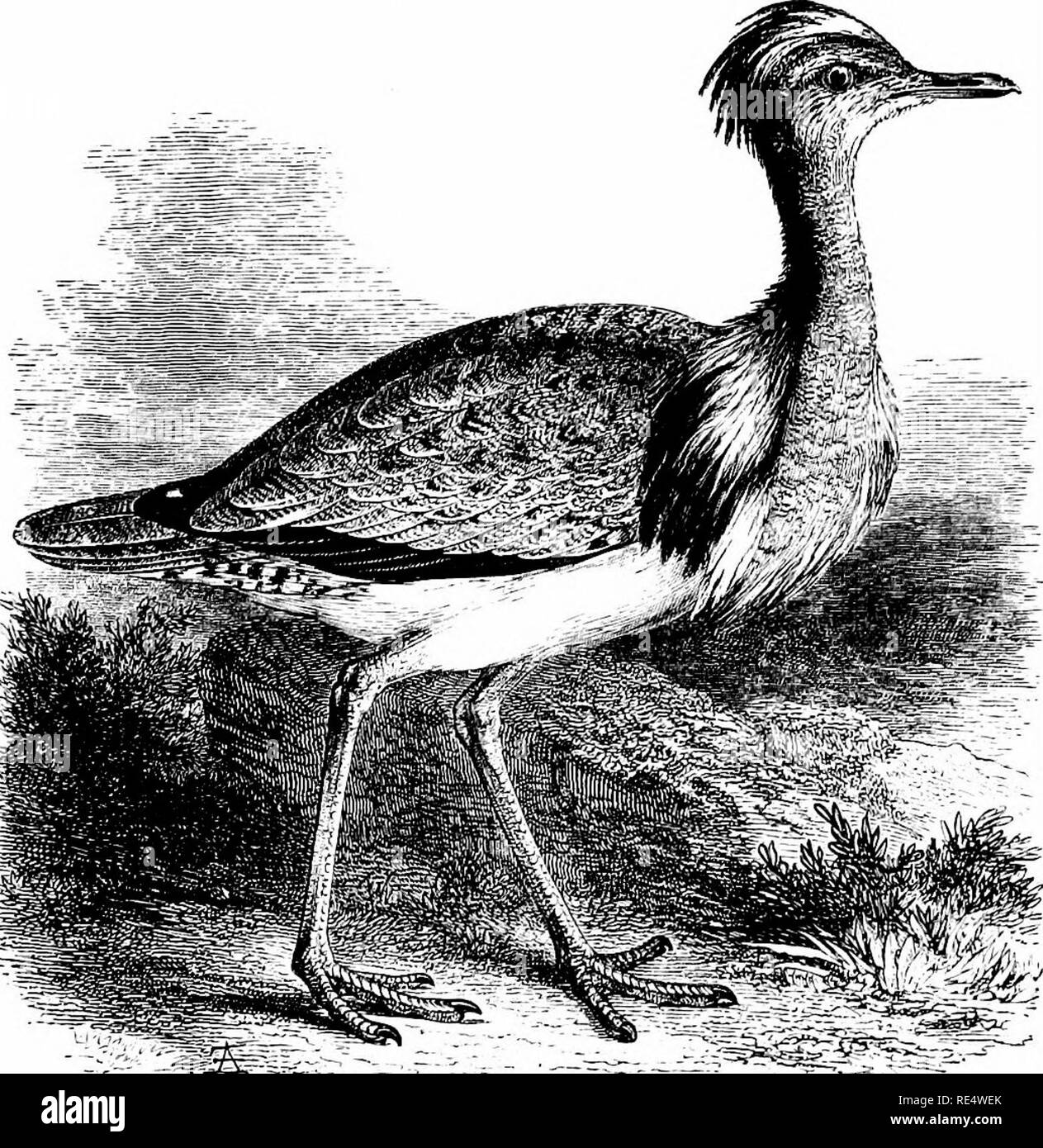. An illustrated manual of British birds. Birds. OTIDID^. 527. MACQUEEN'S BUSTARD. Otis macqueeni, J. E. Gray. This species, which might with advantage be called the Asiatic Ruflfed Bustard, occasionally wanders across Europe to England. In October 1847 a bird—now in the Museum of the Philosophical Society at York—-was shot in a stubble-field near Kirton-in-Lindsey, Lincolnshire; on October 5th 1892, an adult male, now in the Newcastle Museum, was obtained near Redcar; and on October 17 th 1896, a third was secured, near the Spurn, Holderness. It is tolerably certain that the five Ruffed Busta Stock Photo