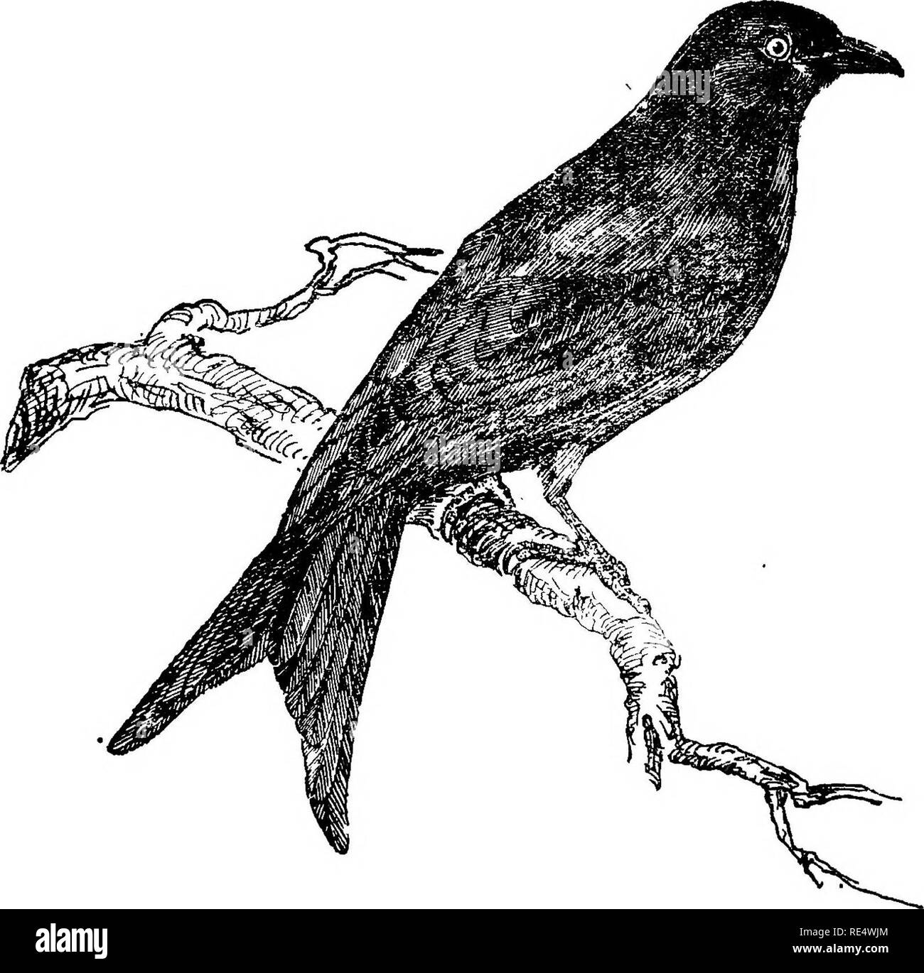 Common drongo Black and White Stock Photos & Images - Alamy