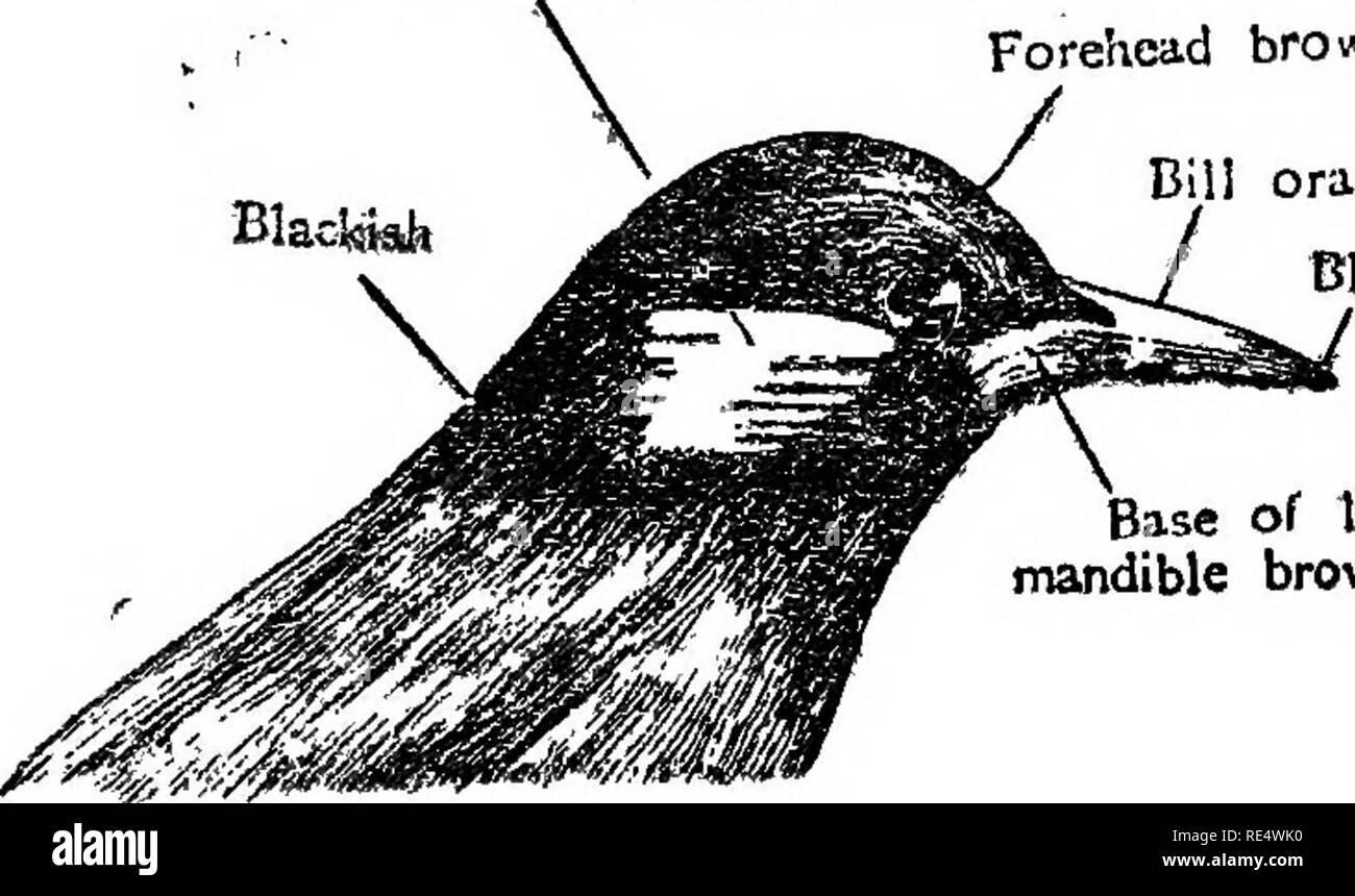. Fifty common birds of China. Birds. a i&amp; n n Eaj&quot; coverts wliite, sneaked witlv ma,ck Forehead broivn- Blacjjiafe. Bl !l orange Black at tip Base of lowet mandible brownish green Fig. 10. Crey Starting (^Spodiopsar cineraccus). (34). Please note that these images are extracted from scanned page images that may have been digitally enhanced for readability - coloration and appearance of these illustrations may not perfectly resemble the original work.. Kellogg, Claude R; Hubbart, Hugh W; Yuan, Lee Hsiang; Wilder, George Durand, 1869-. [n. p. Stock Photo