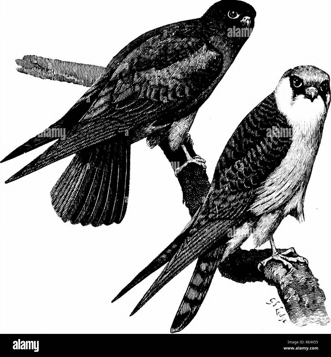 Orange legged hobby Black and White Stock Photos & Images - Alamy