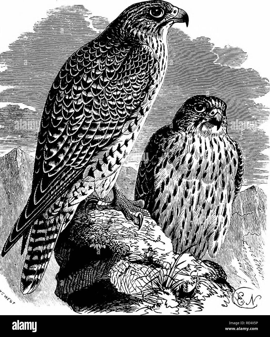 . An illustrated manual of British birds. Birds. FALCONID^. 343. THE ICELAND FALCON. Falco islandus, J. F. Gmelin. In the Iceland Falcon the prevailing colour is either brown or grey, according as the bird is young or old, and in the adult the flanks are always more or less barred. The occurrences of this species in the British Islands appear, so far as evidence goes, to be less frequent than those of the Greenland Falcon, possibly because there is not the same necessity for migration; but identified specimens have been obtained in the Shetlands, Orkneys, Outer and Inner Hebrides, and in sever Stock Photo