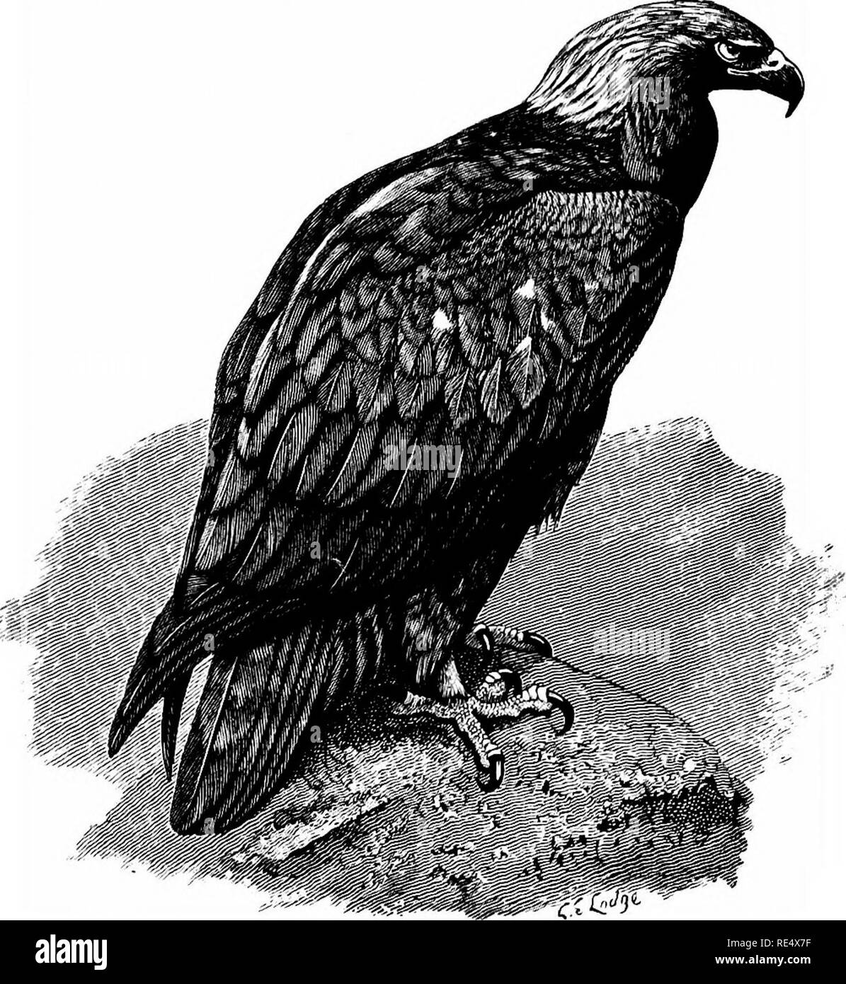 . An illustrated manual of British birds. Birds. KALCONID^. 327. W^W^ THE GOLDEN EAGLE. Aquila chrysaetus (Linnseus). As regards England, authenticated occurrences of this species in the south are exceedingly rare; the birds recorded as, &quot; Golden &quot; Eagles generally proving to be examples of the White-tailed or Sea- Eagle in the tawny-brown plumage of immaturity. At long intervals single specimens have been obtained in Sussex (Charleton Forest, prior to 1752), Norfolk (Stiffkey, November 1868), Lincolnshire (November ist 1881 and October 29th 1895), and Northampton- shire (October 184 Stock Photo