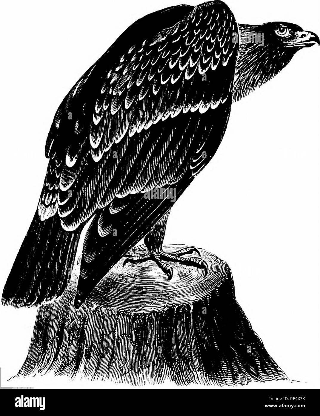 . An illustrated manual of British birds. Birds. FALCONID^. 32s. THE SPOTTED EAGLE. Aquila maculata (J. F. Gmelin). In January 1845 two examples of this wanderer to the British Islands were shot near Youghal in Ireland, and one of them—an immature bird—is preserved in the Museum of Trinity College, Dublin. Two young males were shot in Cornwall on December 4th t86o and early in November 1861, as recorded by the late E. H. Rodd ; and on December 28th 1861 a male was shot near Sonierley, Hants, by a keeper of Lord Normanton's. Mr. W. A. Durnford states that a bird of this species was picked up de Stock Photo