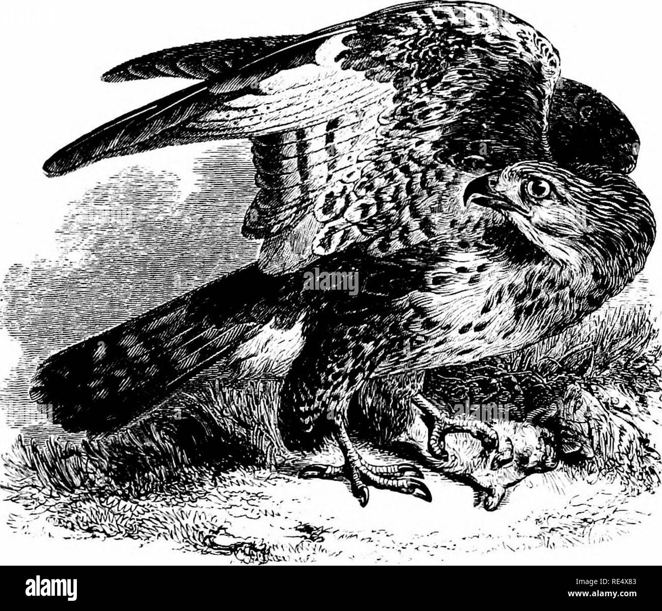 . An illustrated manual of British birds. Birds. FALCONIDiT;. 321. THE COMMON BUZZARD. Bt^TEO VULGARIS, Leach. As regards the British Islands, the epithet ' common ' is annually becoming less and less applicable to this species ; but there are districts in England—especially in the west—as well as Wales, where the bird may still be seen circling high in the air, and be heard uttering its plaintive mewing cry. Sixty years ago it used to breed in Norfolk and other eastern counties abounding with Partridges and ground-game, without being considered incompatible with their existence; but with the  Stock Photo