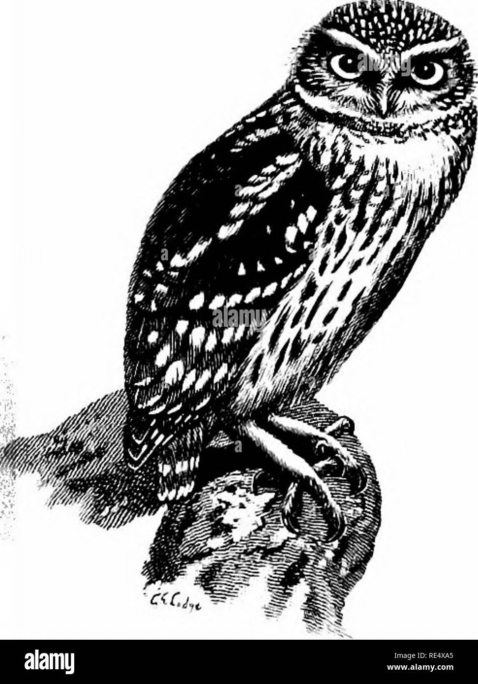 . An illustrated manual of British birds. Birds. STRIGID^:. 301. THE LITTLE OWL. Athene noctua (Scopoli). In 1758 Edwards figured a Little Owl caught alive in a chimney near the Tower of London, and since that date many examples have been obtained in England ; but such numbers are known to have been imported from the Continent and intentionally liberated—to say nothing of those which have escaped from confine- ment—that it is impossible to say whether any of our visitors have been really wild. In May 1843 Waterton turned out five Little Owls near Wakefield, which he had brought from Italy the  Stock Photo