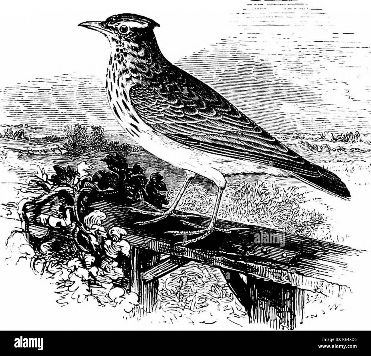 . An illustrated manual of British birds. Birds. ALAUDID^. 253. THE CRESTED LARK. Alauda cristAta, Linnaeus. The Crested Lark is a tolerably common bird just across the Channel, for instance at Boulogne, Wimereux and Cape Gris Nez (J. H. Gurney), yet authenticated specimens have seldom been obtained, even in the south of England. The late Mr. Bond had an example obtained at Littlehampton, Sussex, previous to 1845, and another was taken alive near Shoreham on October 20th 1863 ; while in Cornwall, at intervals, four have been killed in autumn and winter, and one on June 12th 1880. The late Capt Stock Photo