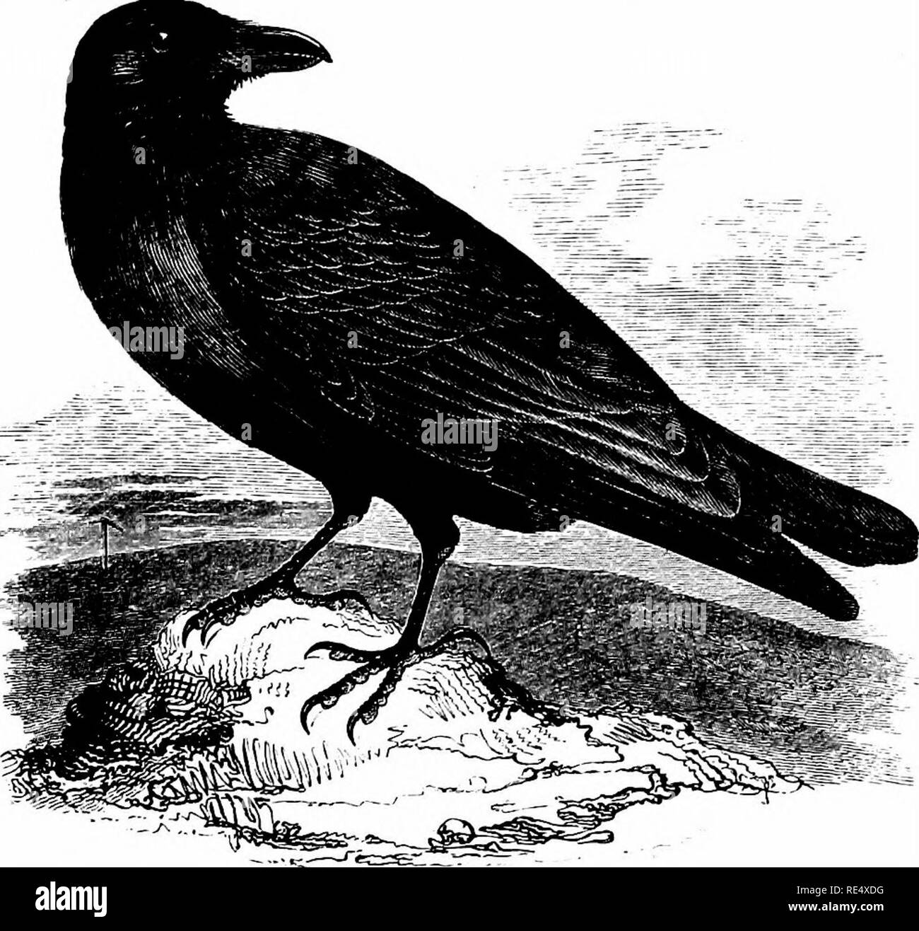 . An illustrated manual of British birds. Birds. CORVID^. 241. THE RAVEN. CORVUS c6rax, Linnaeus. Although a diminishing species, in consequence of the hatred entertained for it by sheep-farmers and the ease with which it can be trapped, the Raven still maintains itself in the British Islands. In the south its numbers are somewhat influenced by the prices paid for young birds; but even now, from Kent to Cornwall, and along the rocky coasts of North Devon and Wales there is hardly a suitable headland in or near which a pair does not at least attempt to breed annually; while nests built in trees Stock Photo