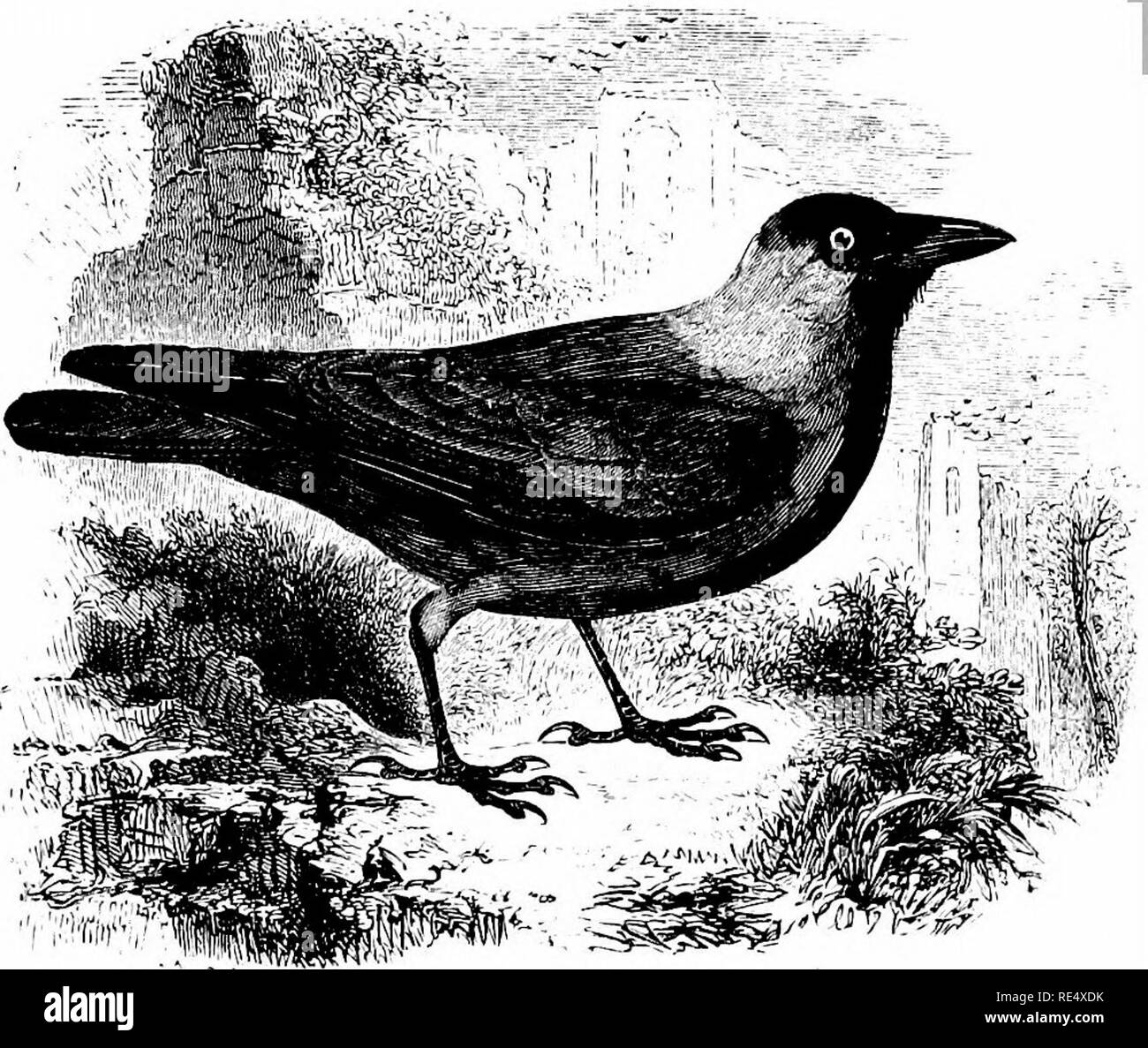 . An illustrated manual of British birds. Birds. CORVWM. 239. THE JACKDAW. C6rvus mon^dula, Linnaeus. The Jackdaw is a familiar resident throughout England and Wales. It is also common over the greater part of Scotland, but in the north-west it is somewhat rare, and although it breeds sparingly in Skye it has seldom been noticed in the Outer Hebrides ; again, there are now several large and increasing colonies in the Orkneys, but in the Shetlands the bird is as yet an accidental visitor. In Ireland it is, as a rule, abundant; but in Kerry, Donegal and other wild portions of the coast, its plac Stock Photo