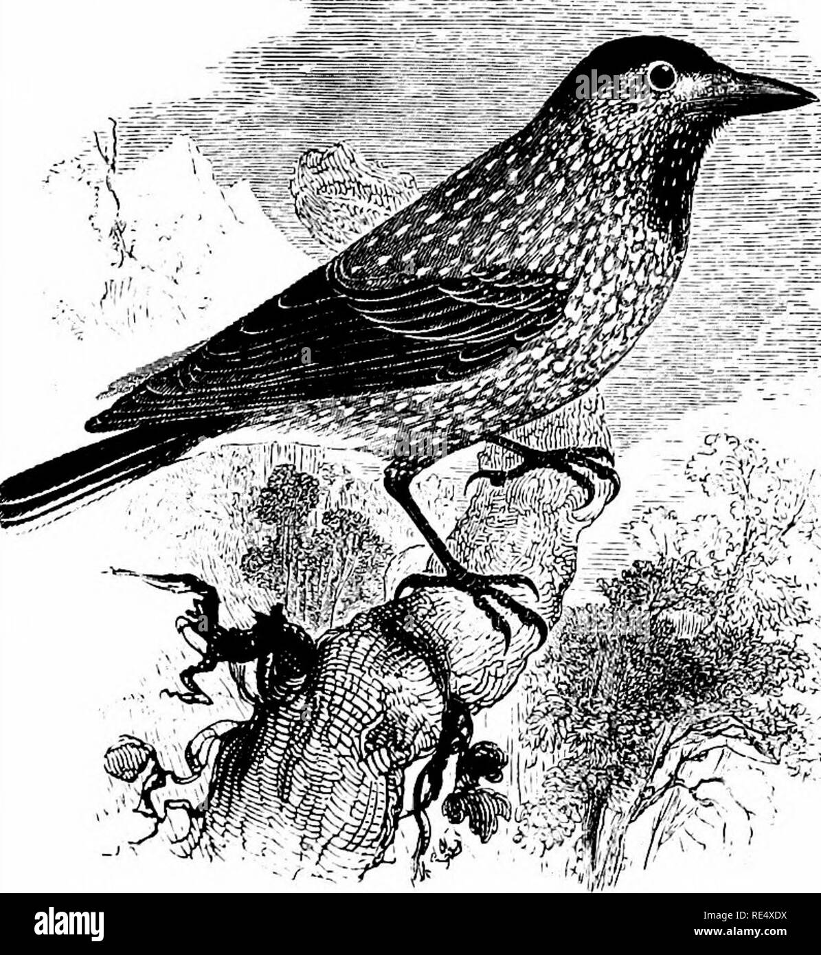 . An illustrated manual of British birds. Birds. CORVIDjE. 233. THE NUTCRACKER. NxJciFRAGA CARYOCATACTES (LinnSEUs). The Nutcracker is an irregular visitor to England and Wales, but about thirty fairly authenticated occurrences are on record, princi- pally in the southern half of our island, and all of them, so far as is known, in autumn. In Scotland one was shot at Invergarry and one in Orkney, both in October 1868; while Sir Herbert E. Max- well has recorded an occurrence in Wigtownshire in 1891. As yet there is no evidence that the bird has visited Ireland. C. L. Brehm and others have recog Stock Photo