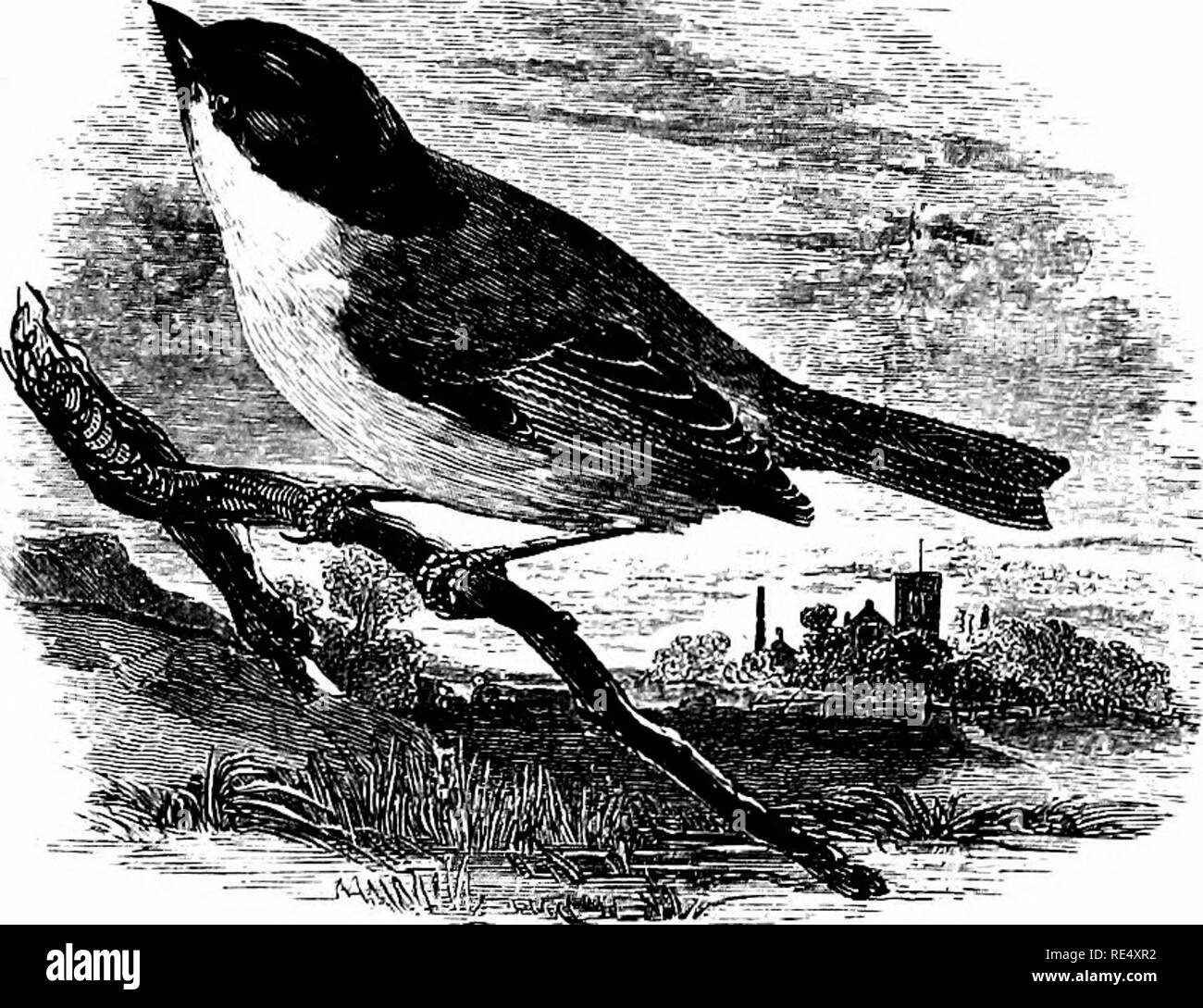 . An illustrated manual of British birds. Birds. PARID^. 107. THE MARSH-TITMOUSE. Parus palustris, Linnaeus. The Marsh-Titmouse is another of our resident species ; but with the exception of the Crested Titmouse it is the least plentiful and the most local of the genus. Its name is somewhat misleading, for the bird may often be seen in orchards and gardens, and even in pine-woods; but it is partial to the vicinity of rivers, and to the alders and pollarded willows which flourish on swampy ground. In England, and in suitable parts of Wales, it is fairly common ; but in Scotland it is local, and Stock Photo