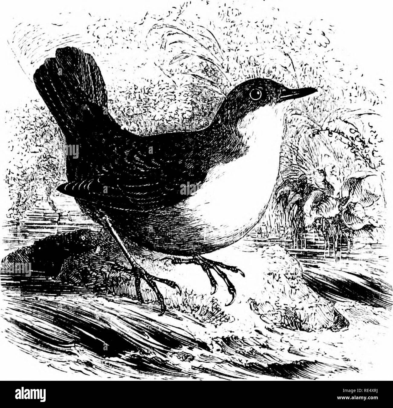 . An illustrated manual of British birds. Birds. CINCLIDiE. 97. THE DIPPER. CiNCLUS AQUATicus, Bechstein. It may fairly be said that the Dipper, Water-Ouzel or &quot; Water- Crow &quot; is found in the British Islands wherever there are rapidly running rivers, or brooks rippling over rocks and stones, while, as a wanderer, it occurs on the margins of more sluggish streams ; the mouths of tidal rivers, and the sea-shore being favourite resorts in winter. Localities suitable to its habits present themselves in Corn- wall, Devon and Somerset (where the bird is known as the ' Water- Colly ' i.e.,  Stock Photo