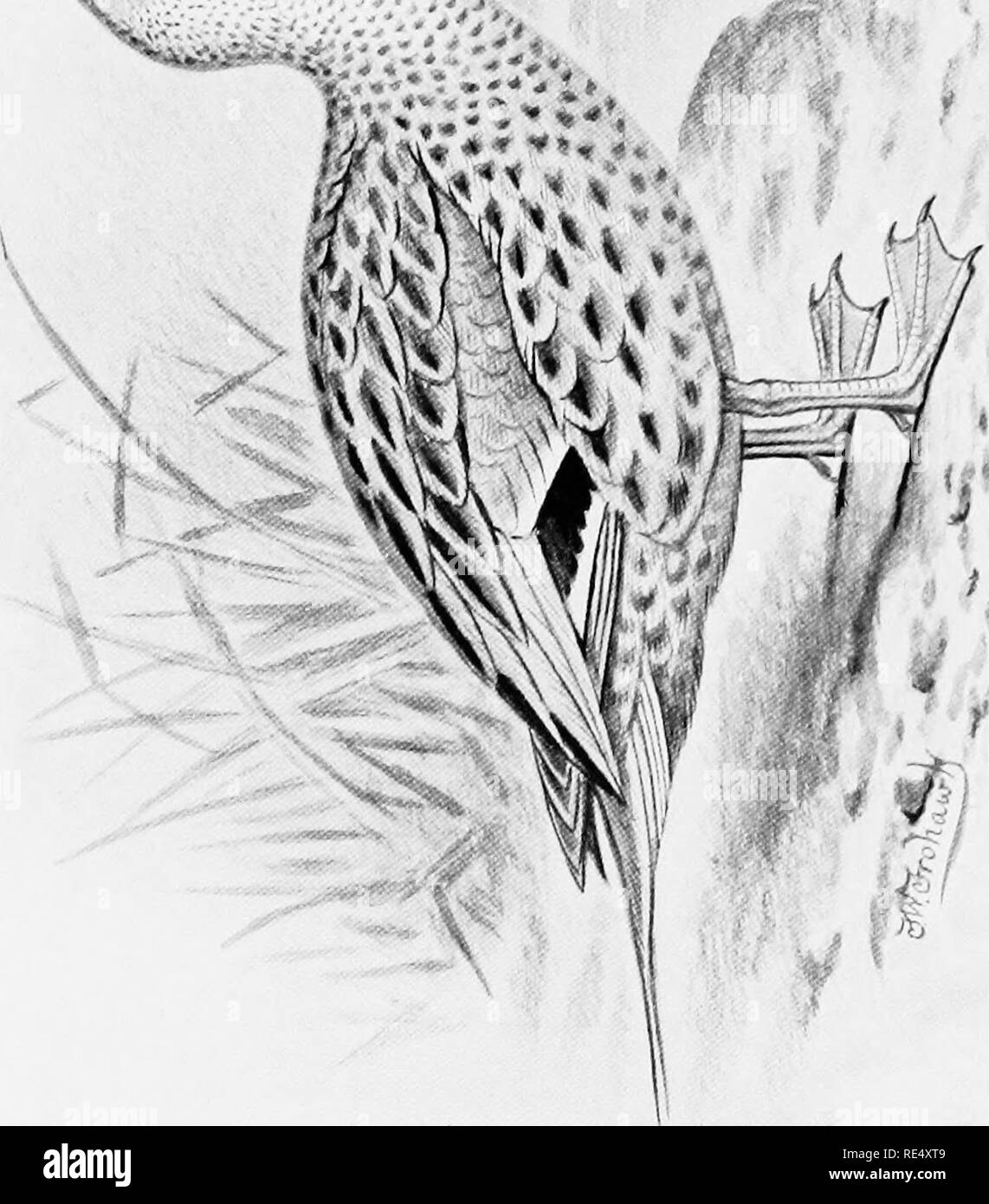 Ornamental Waterfowl Black And White Stock Photos Images Alamy